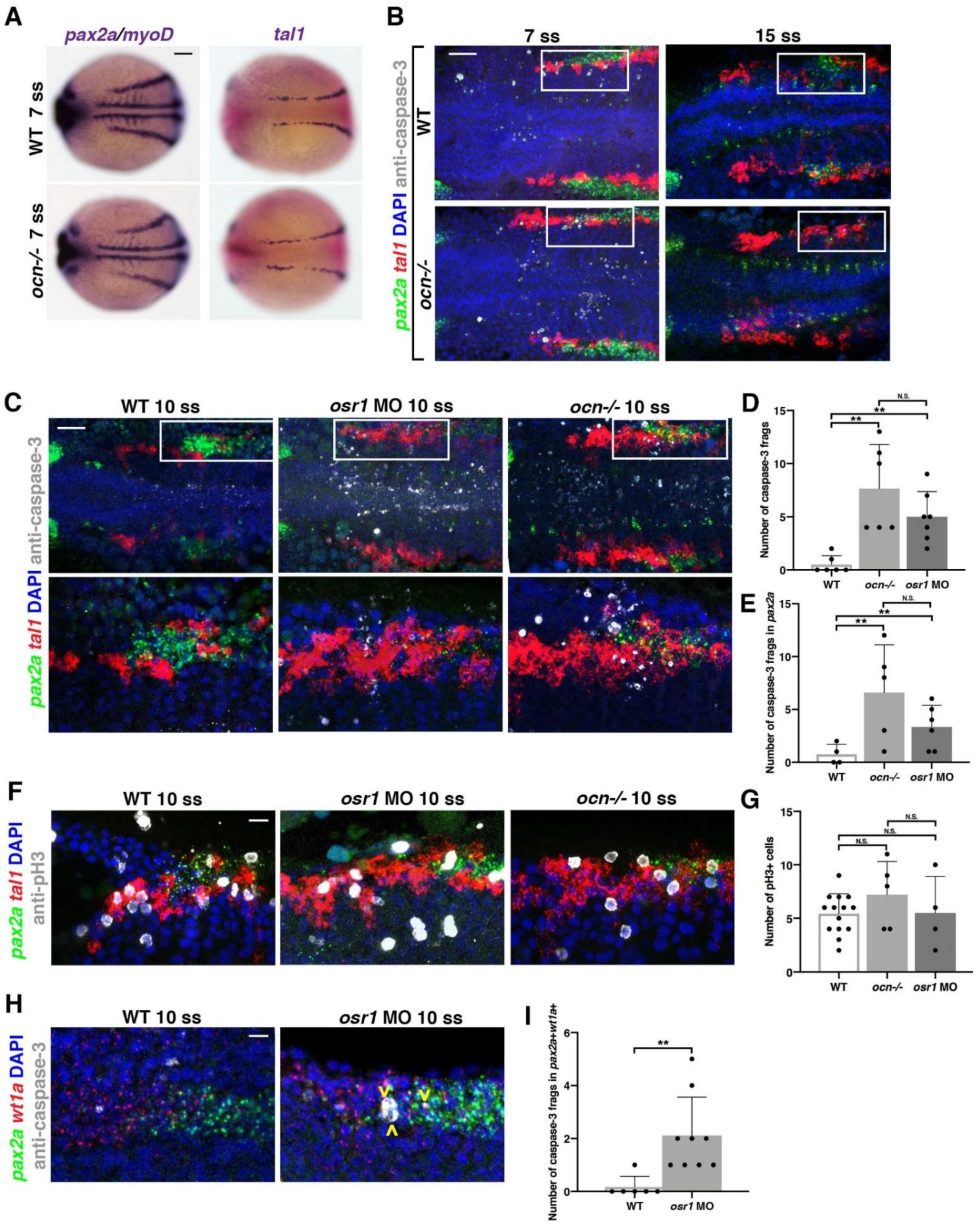 Biomedicines 10 02868 g002 Biomedicines 10 02868 g002