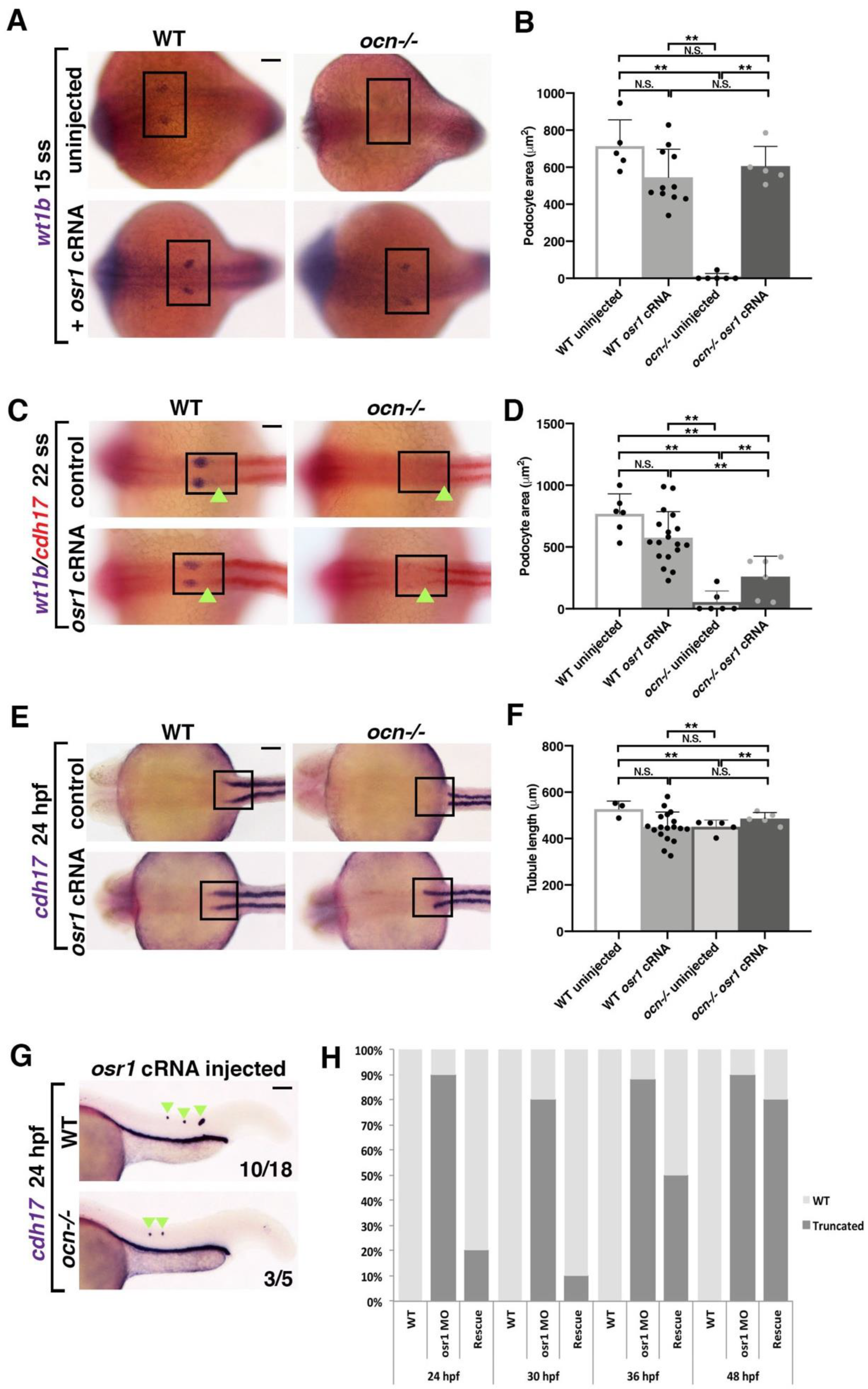 Biomedicines 10 02868 g003 Biomedicines 10 02868 g003
