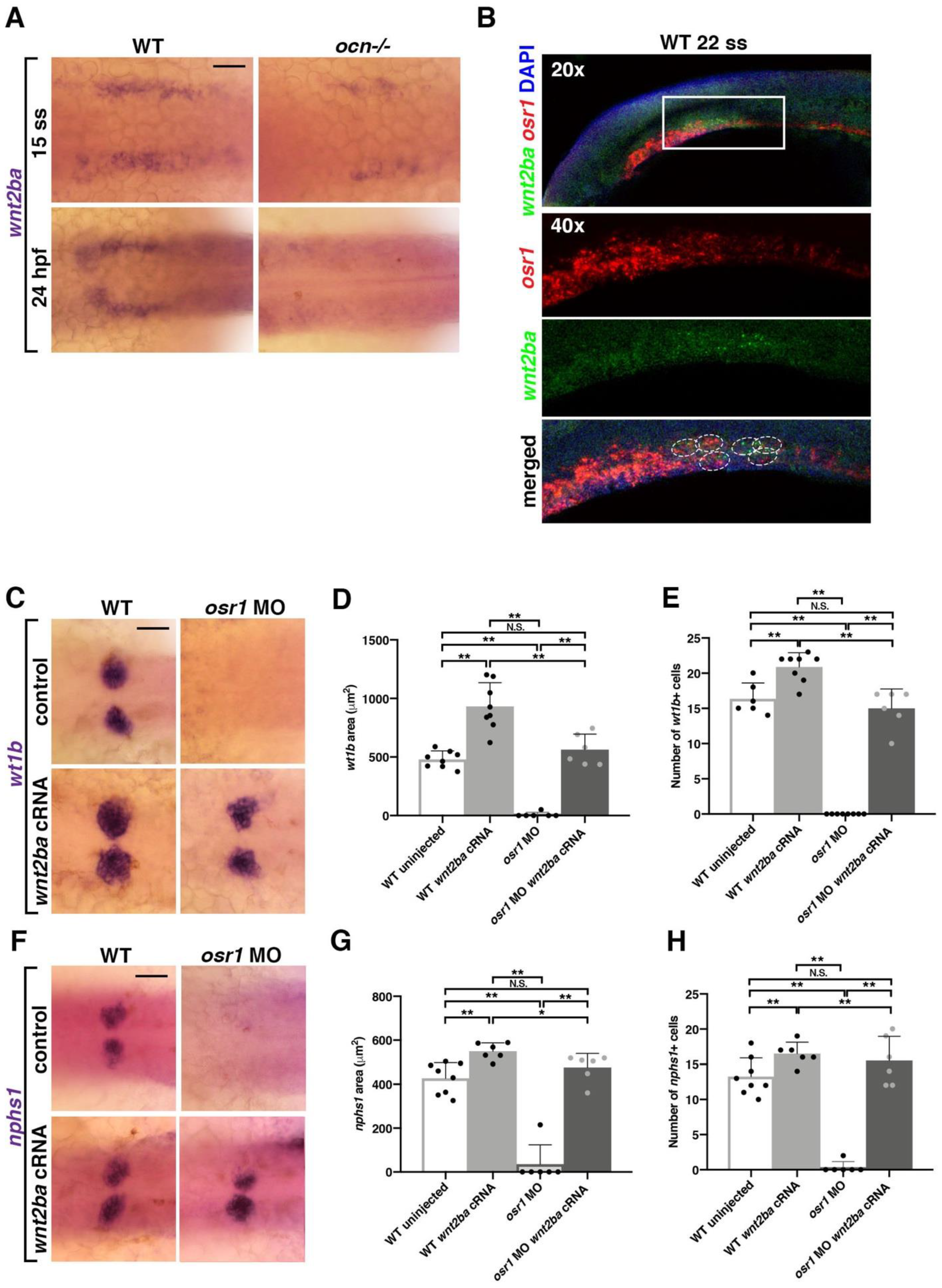 Biomedicines 10 02868 g005 Biomedicines 10 02868 g005