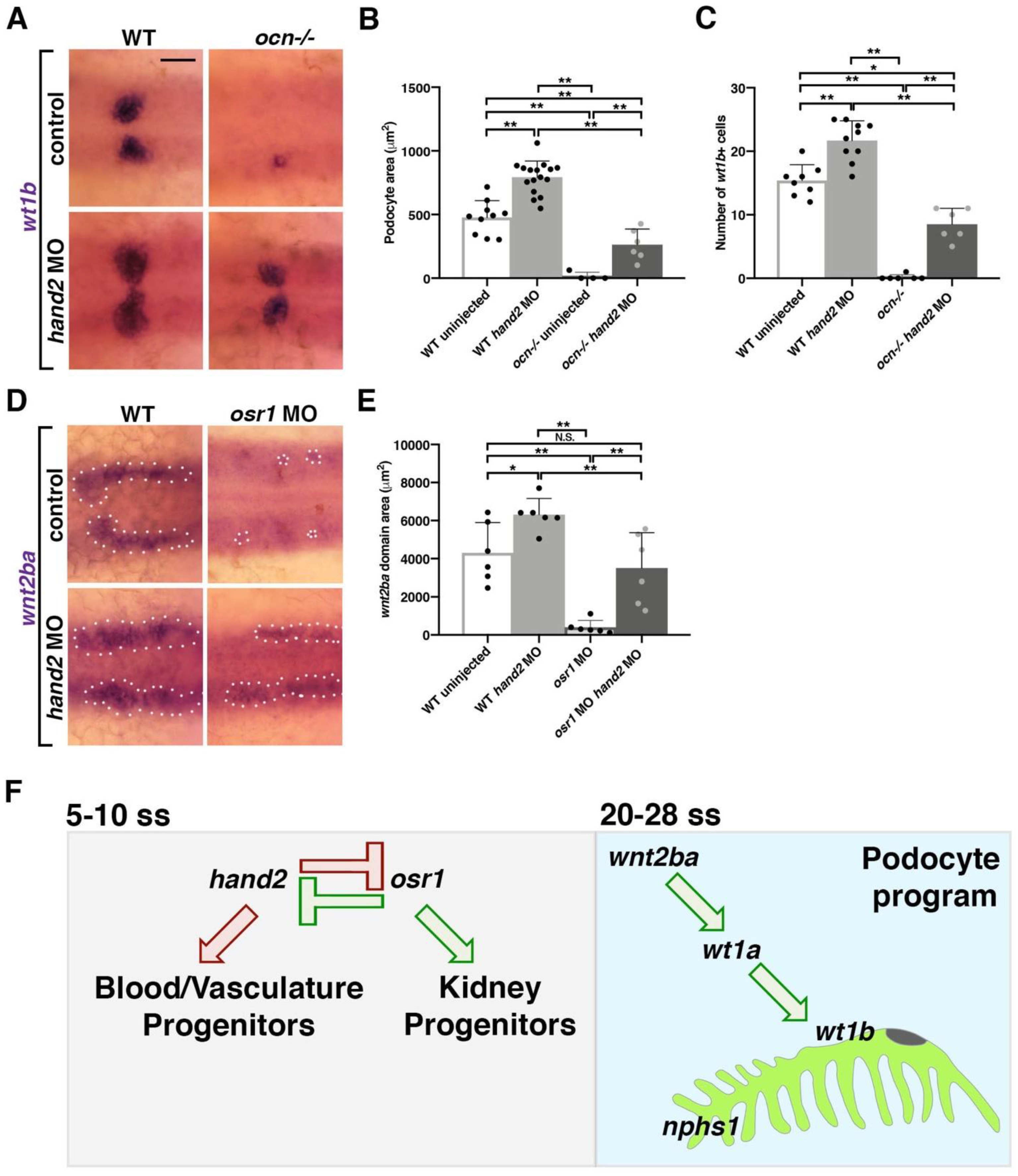 Biomedicines 10 02868 g006 Biomedicines 10 02868 g006
