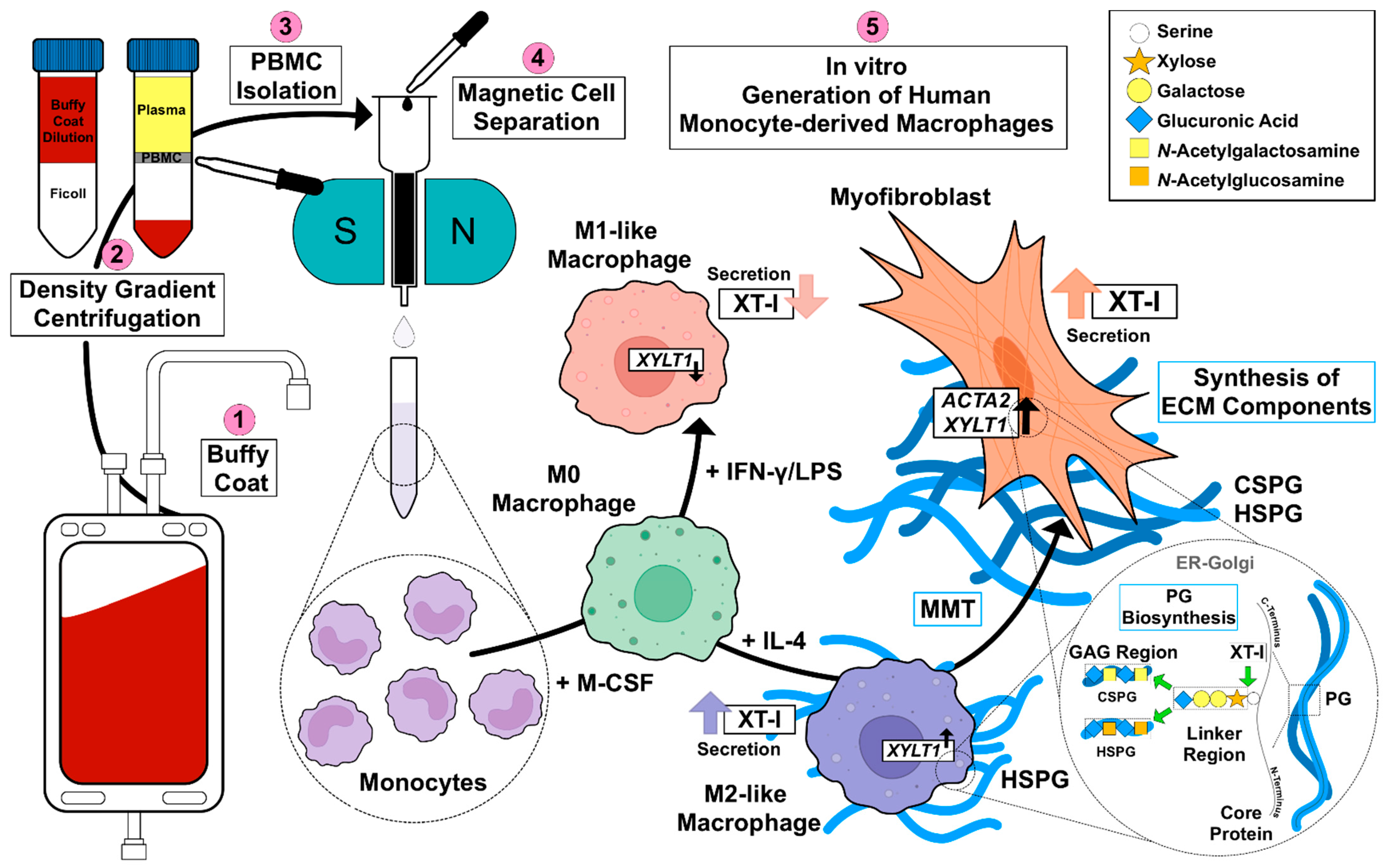 Biomedicines 10 02869 g006