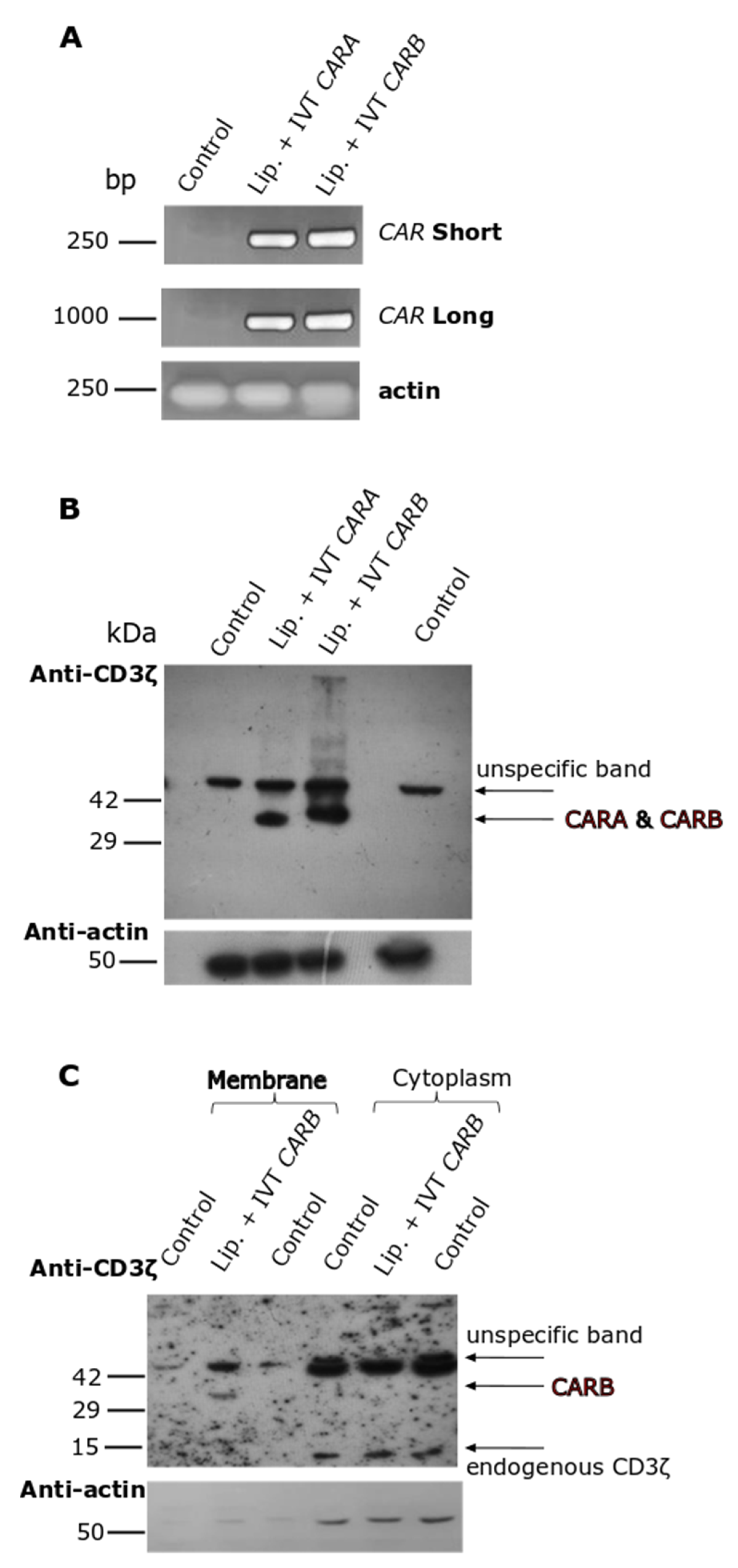 Biomedicines 10 02885 g004