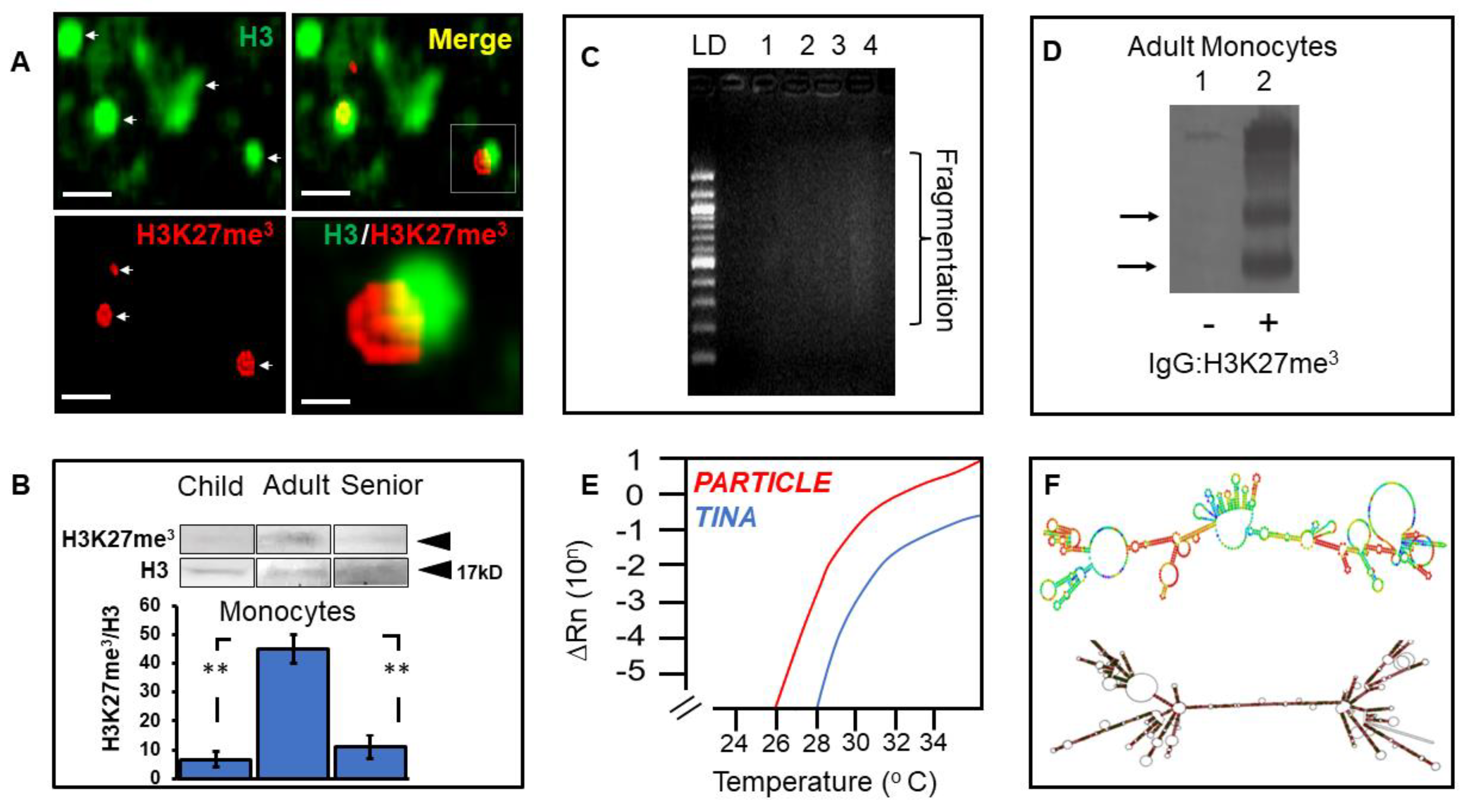Biomedicines 10 02894 g004 Biomedicines 10 02894 g004