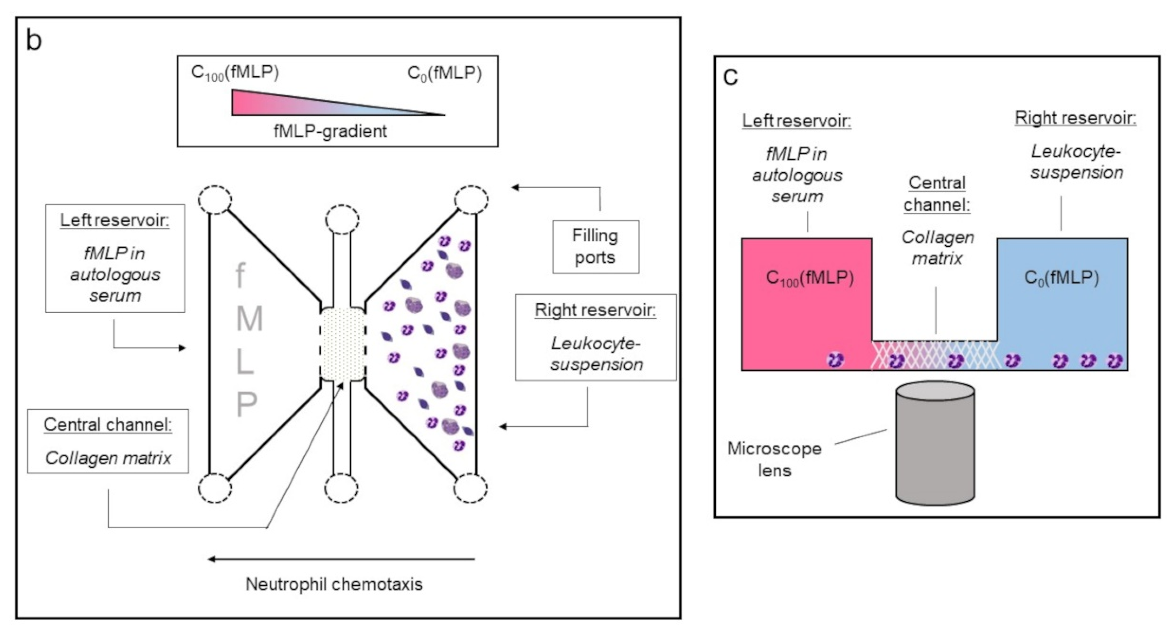 Biomedicines 10 02896 g003b
