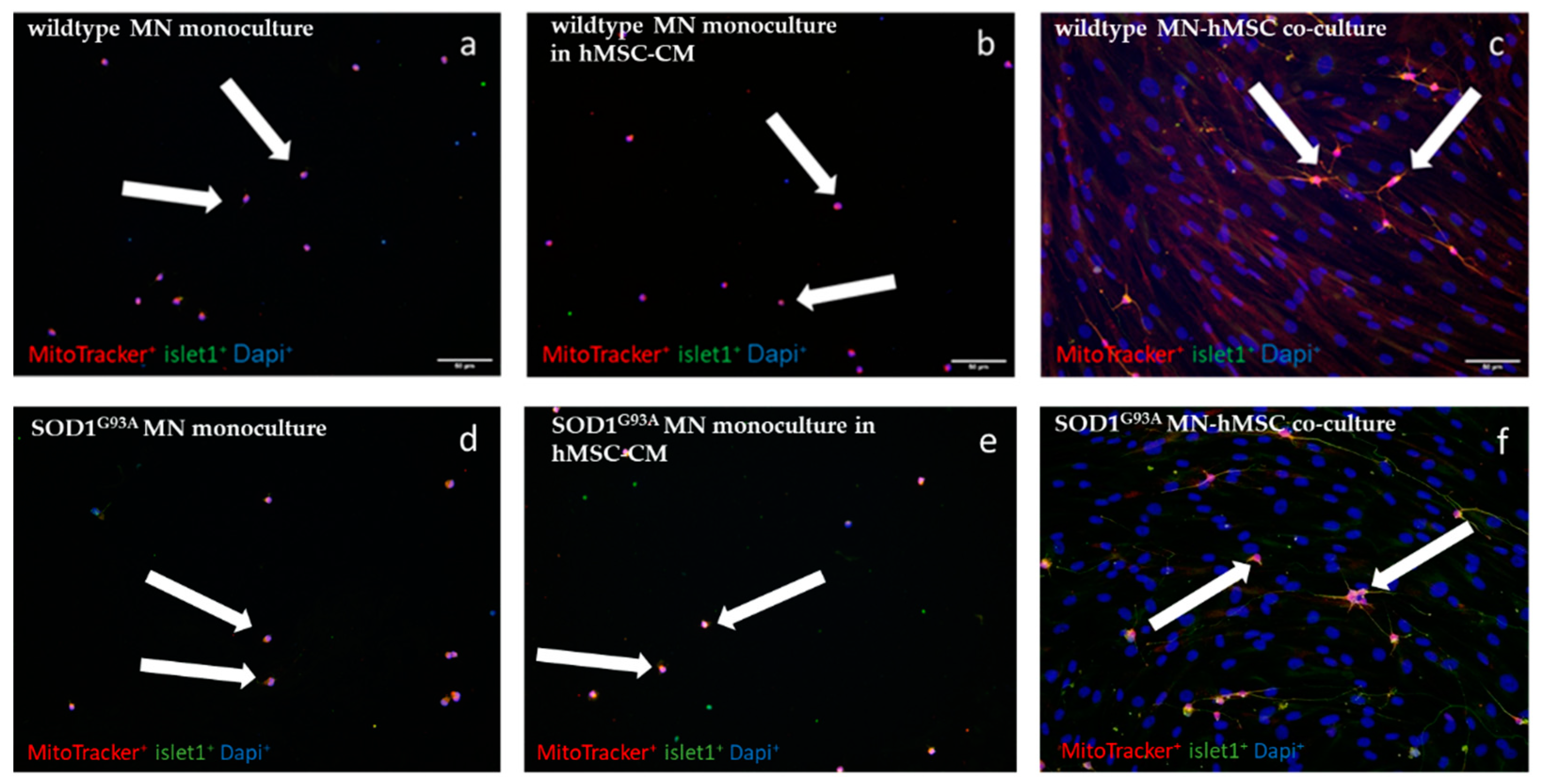 Biomedicines 10 02916 g001 Biomedicines 10 02916 g001