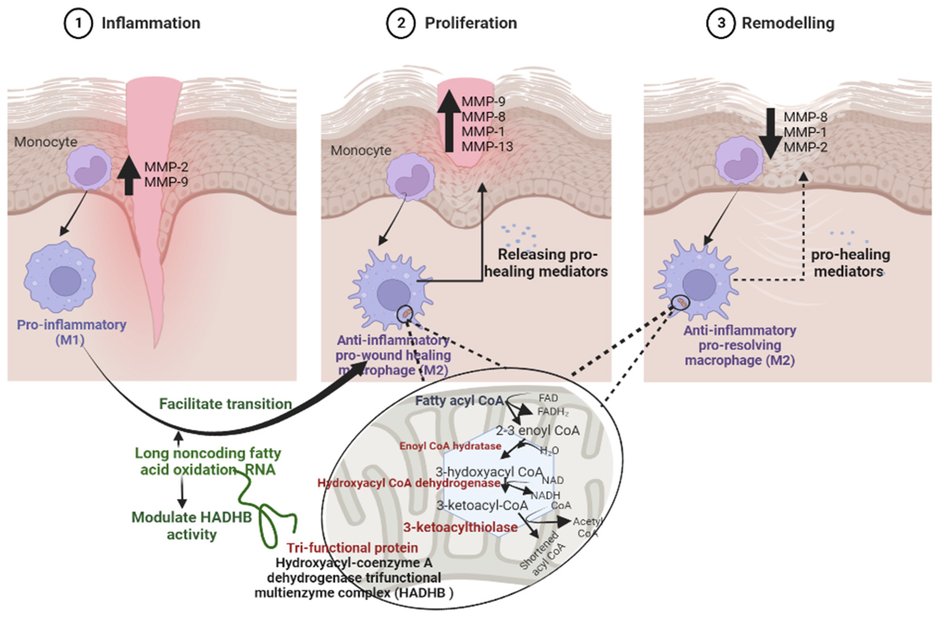 Biomedicines 10 02919 g005 Biomedicines 10 02919 g005
