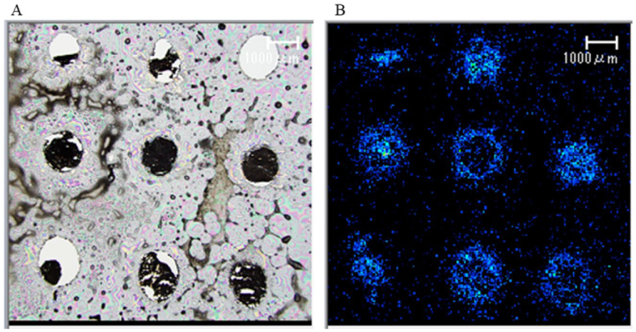 Biomedicines 10 02920 g001