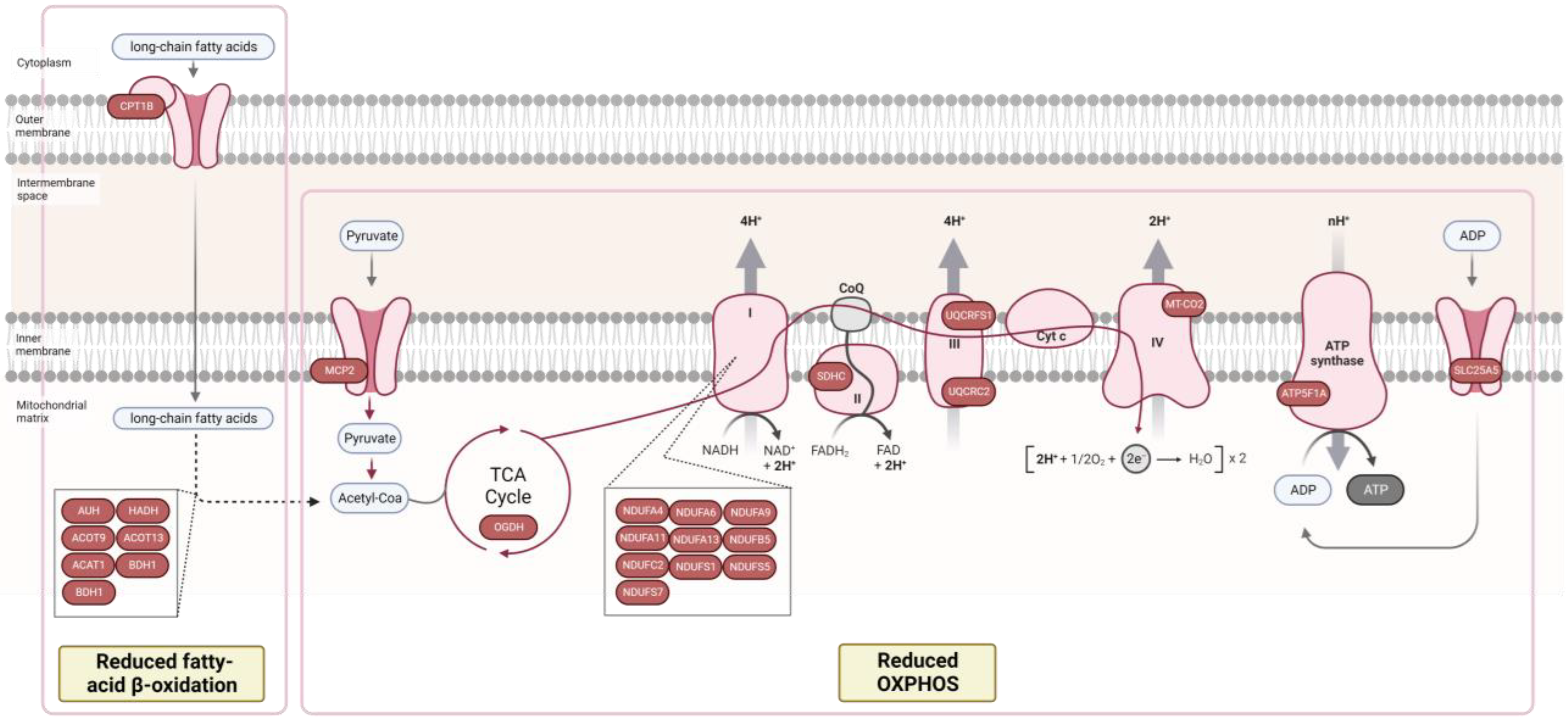 Biomedicines 10 02943 g002