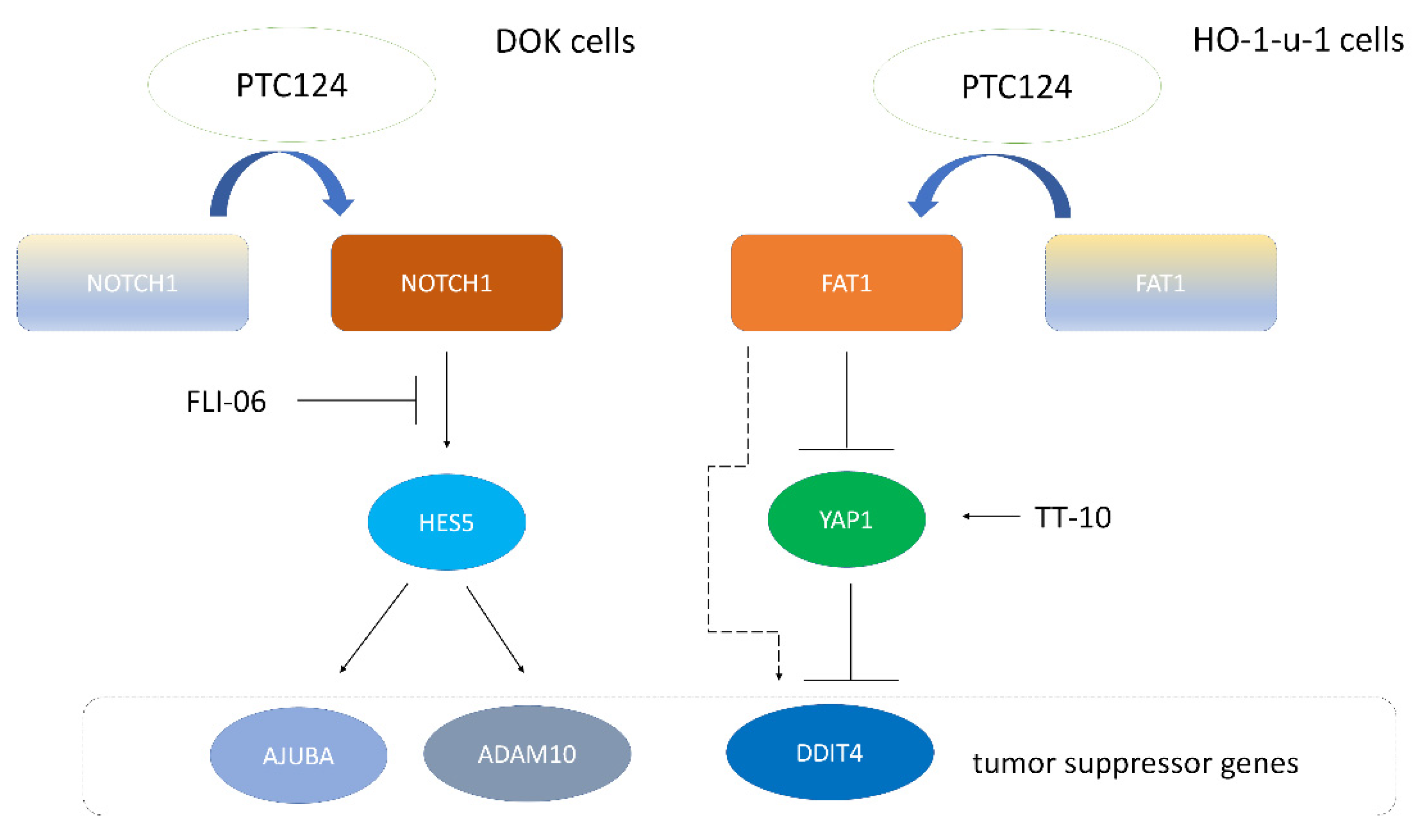 Biomedicines 10 02948 g006 Biomedicines 10 02948 g006