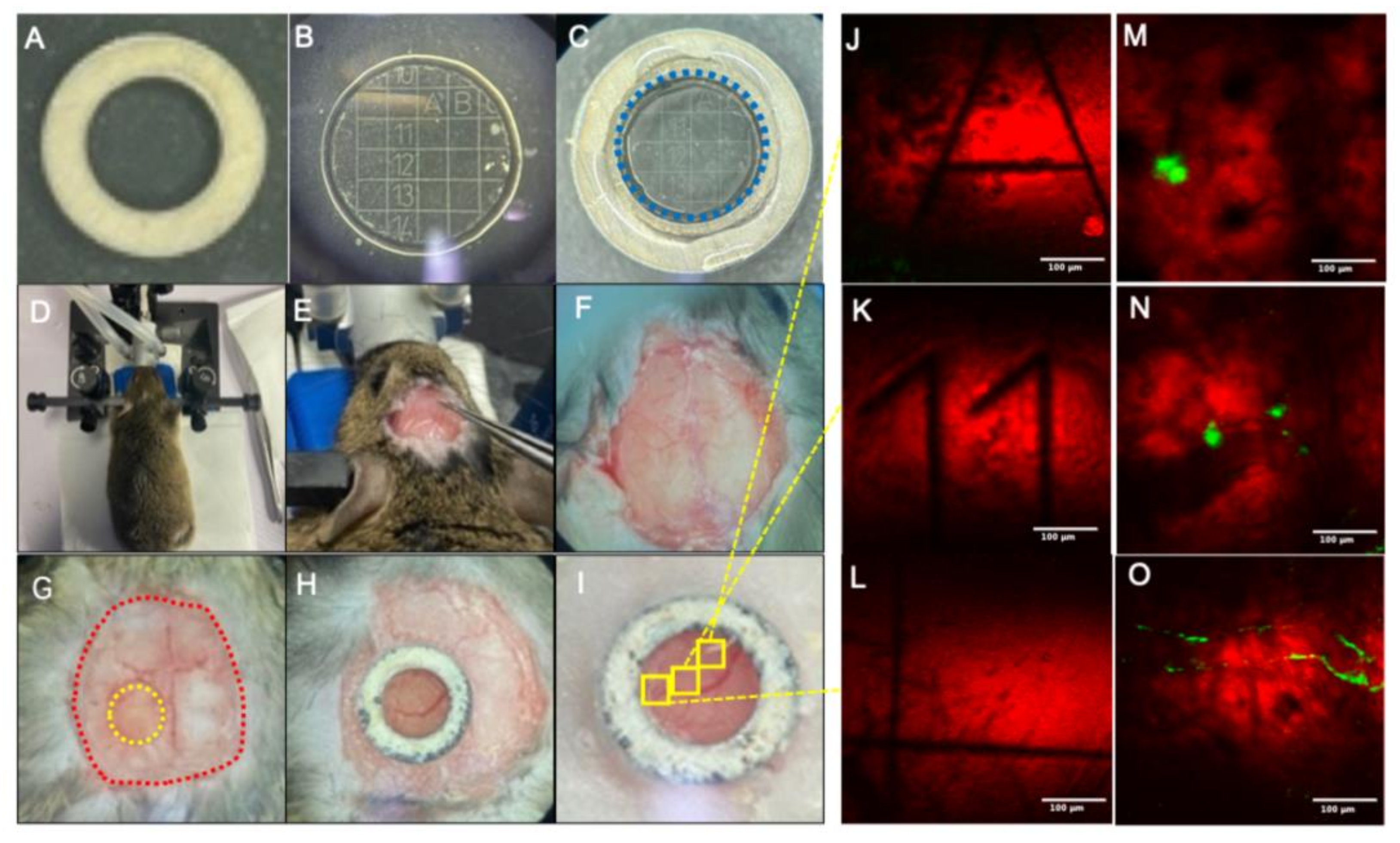 Biomedicines 10 02949 g001