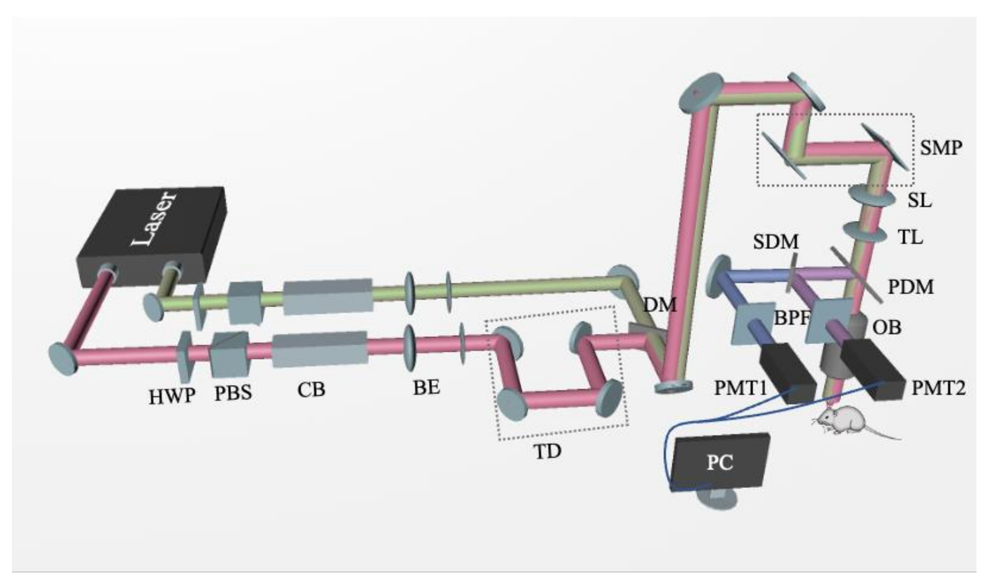 Biomedicines 10 02949 g002