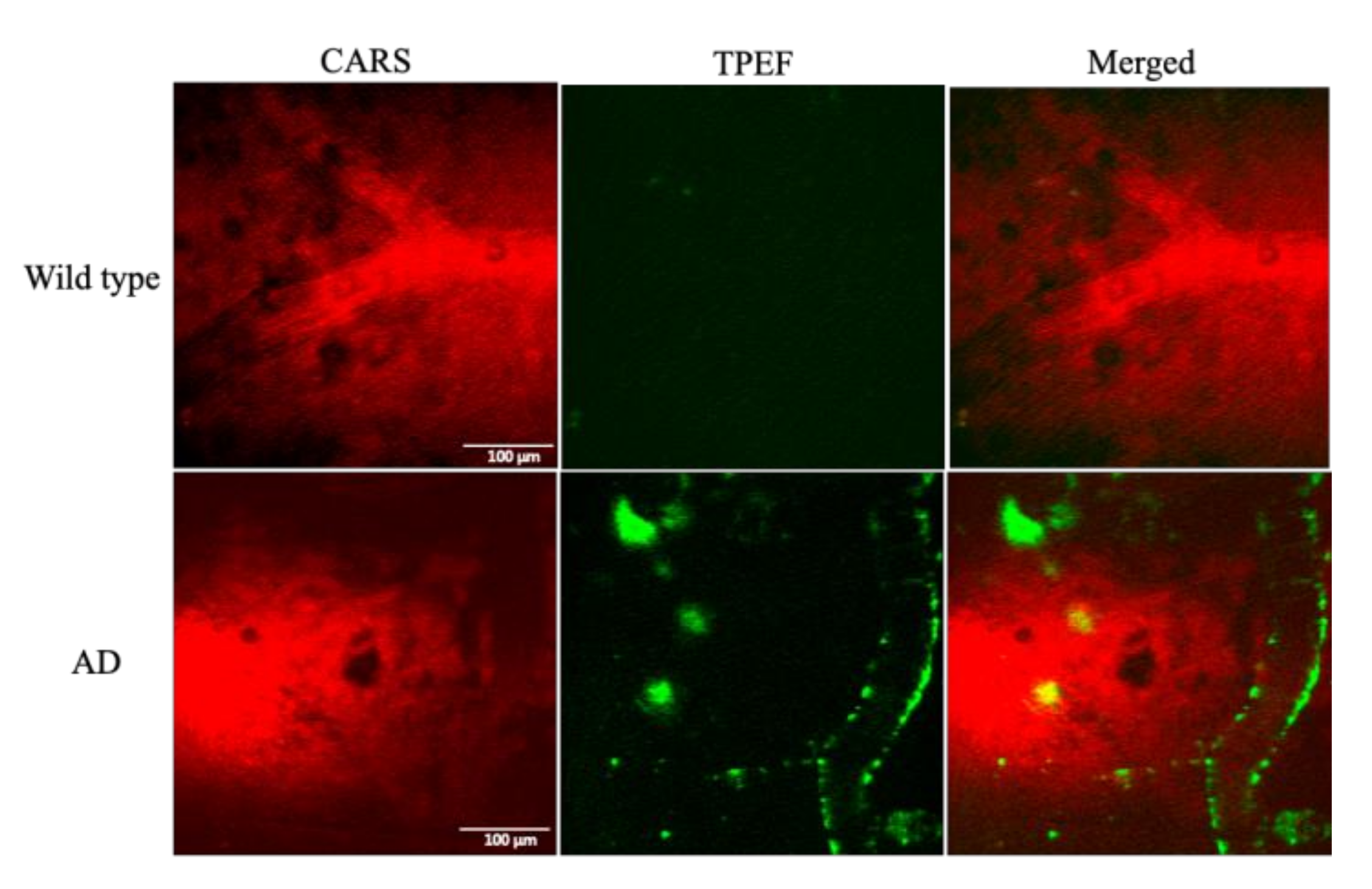 Biomedicines 10 02949 g003