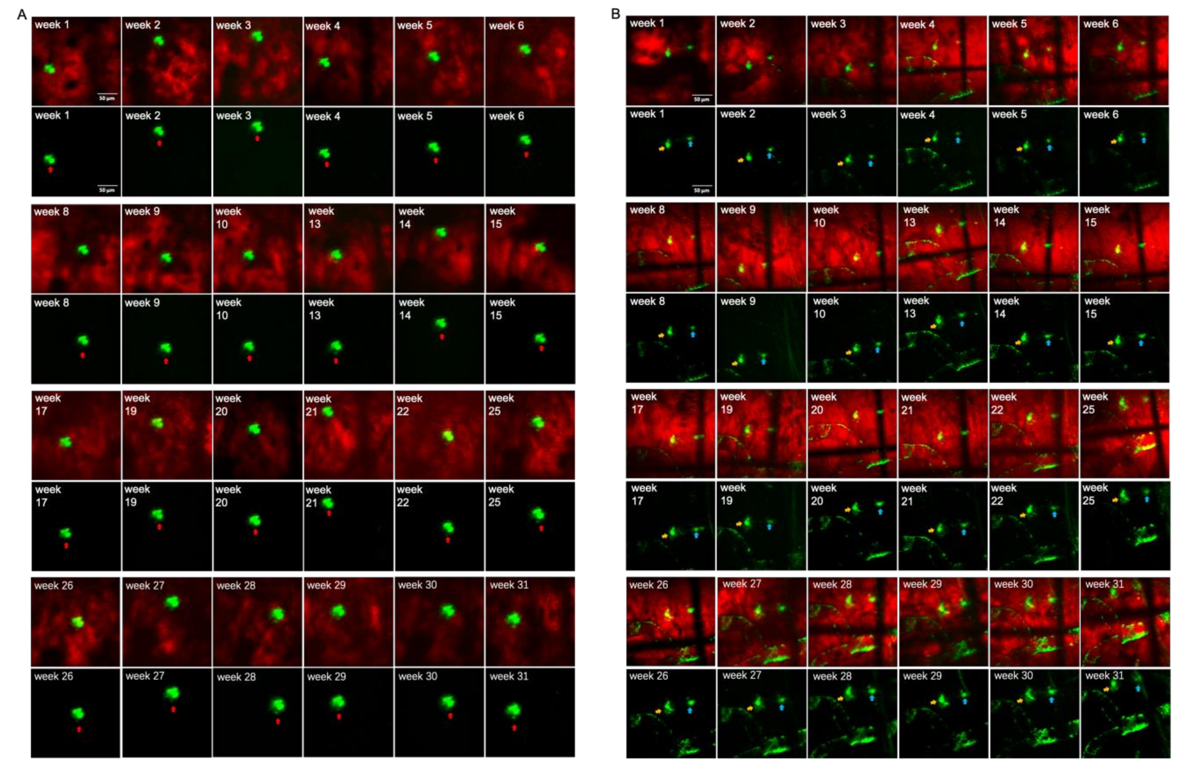 Biomedicines 10 02949 g005a