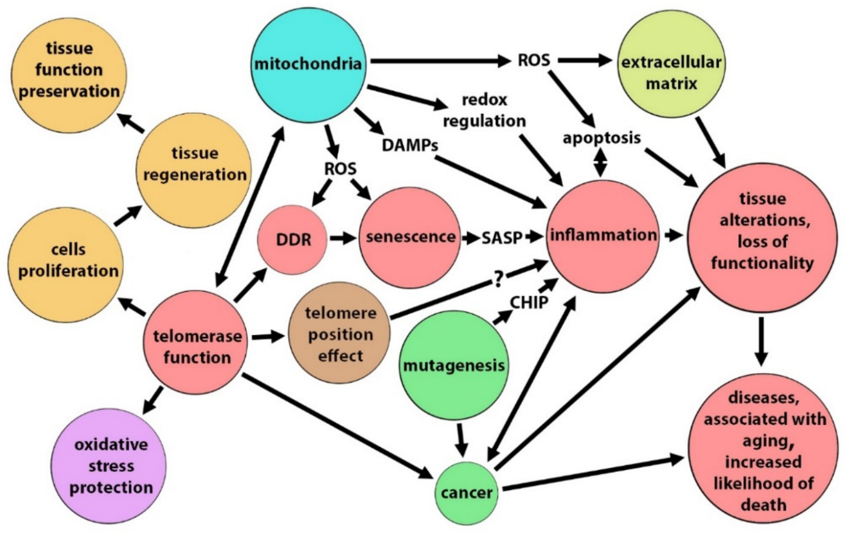 Special Issue: “Telomerase: Role in Health and Aging” Biology Diagrams