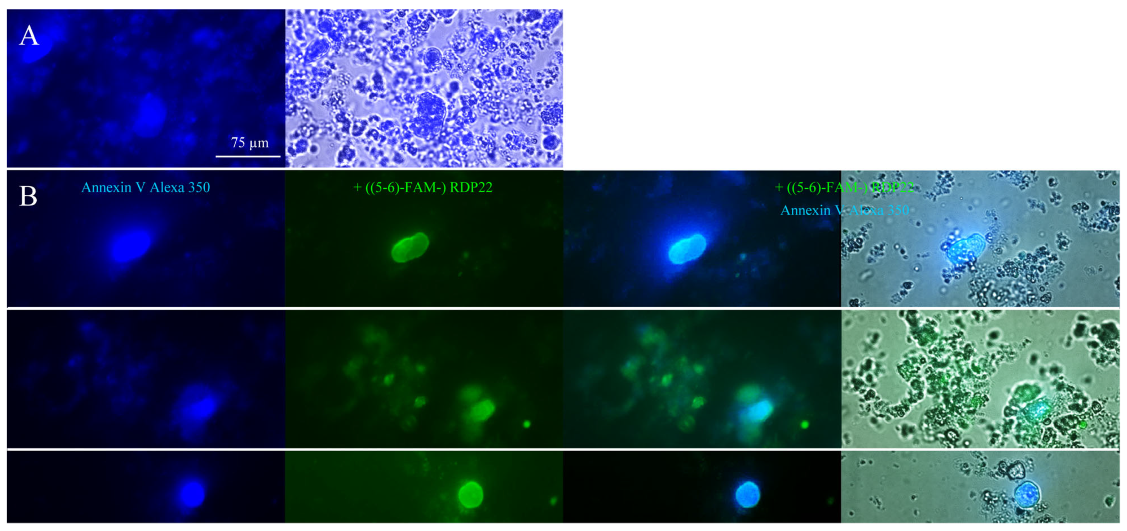 Biomedicines 10 02961 g002
