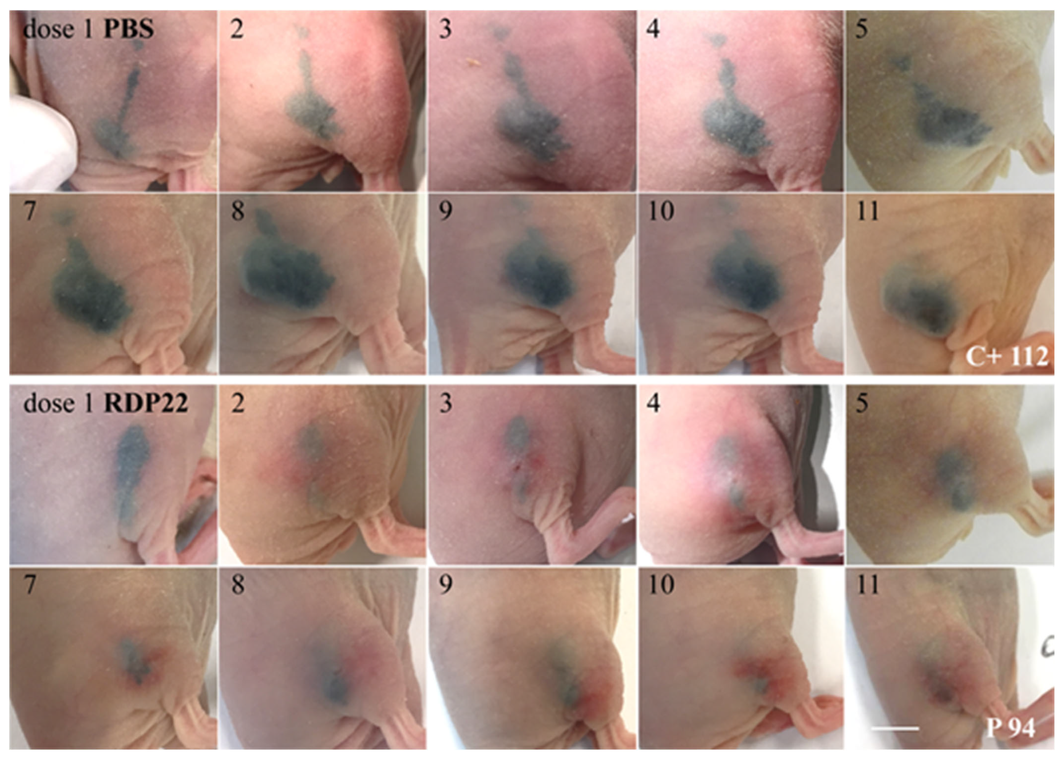 Biomedicines 10 02961 g008