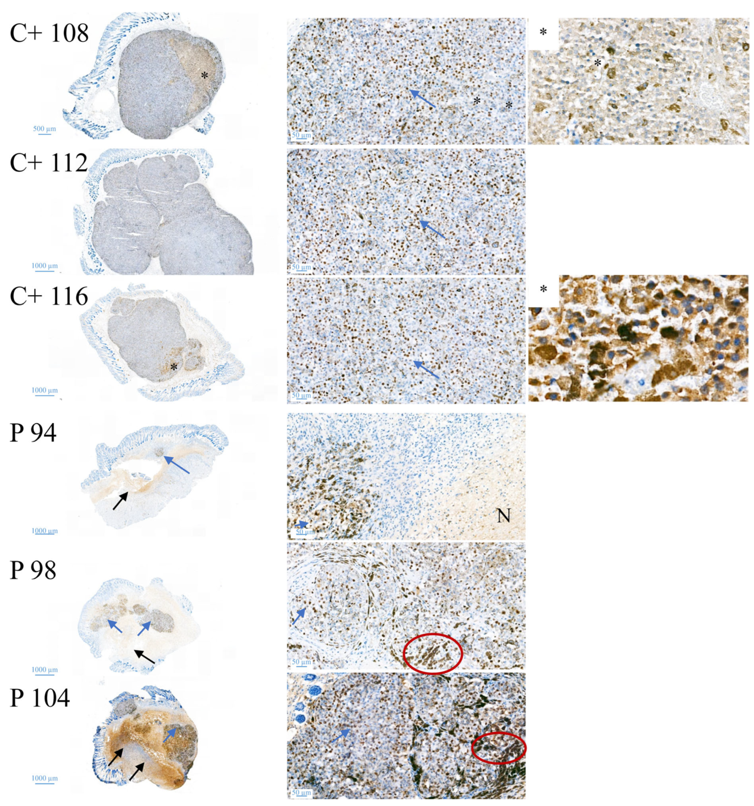Biomedicines 10 02961 g011