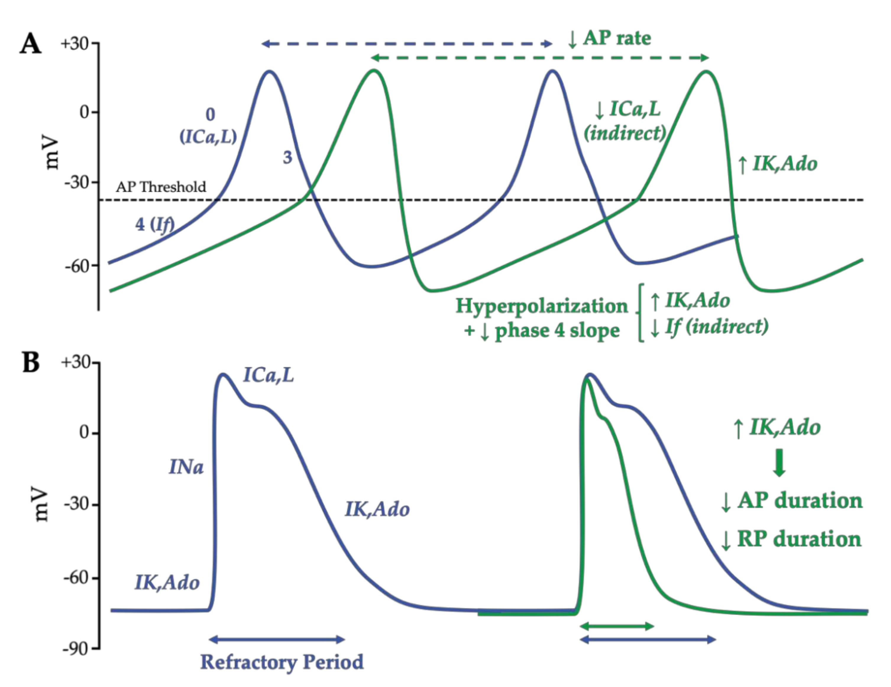 Pacemaker action potential