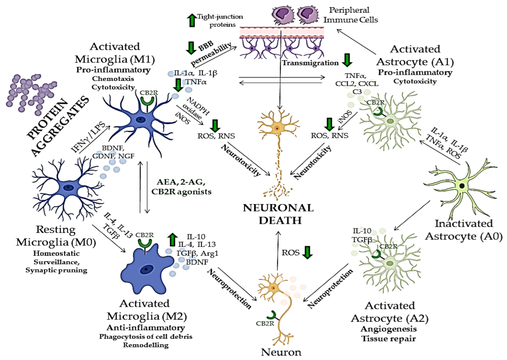 人気ブランドを Cannabinoid CB2 Receptors in Neurodegenerative クリアファイル