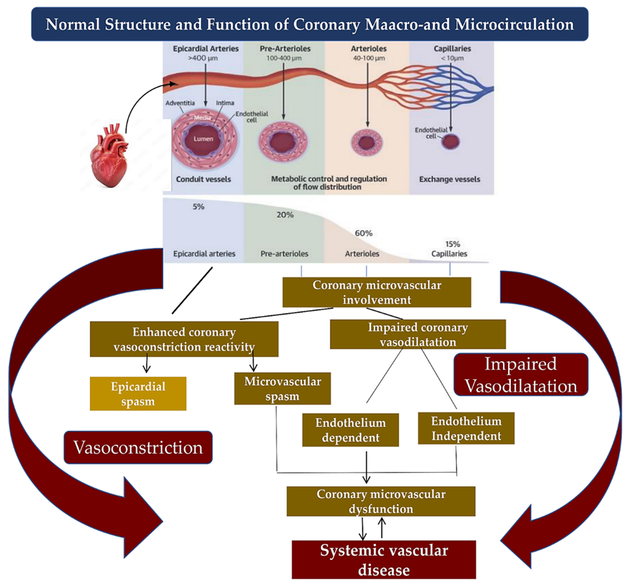 Pathophysiology and Outcomes of Endothelium Function in Coronary ...