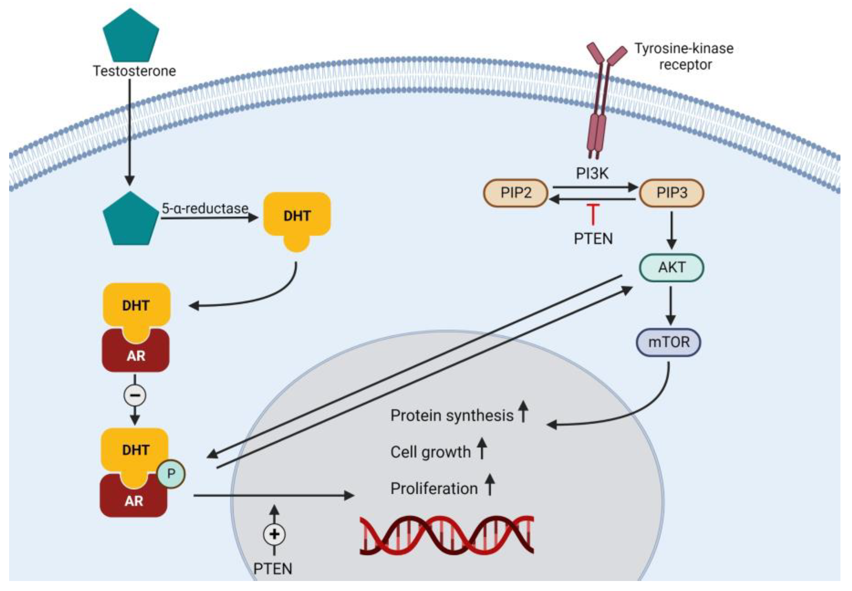 Biomedicines 10 03020 g003 Biomedicines 10 03020 g003