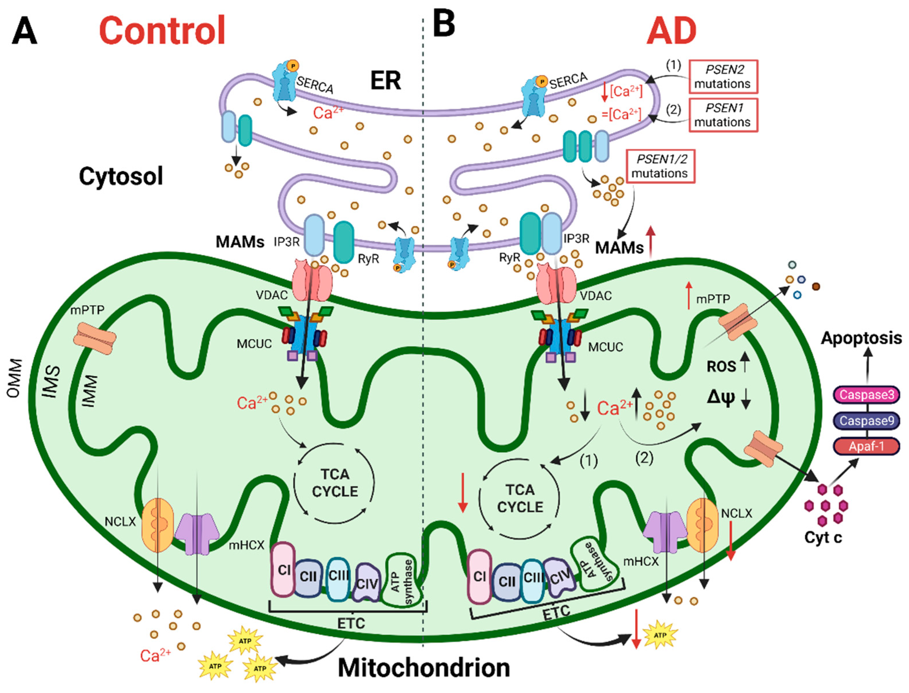 Biomedicines 10 03025 g001 Biomedicines 10 03025 g001