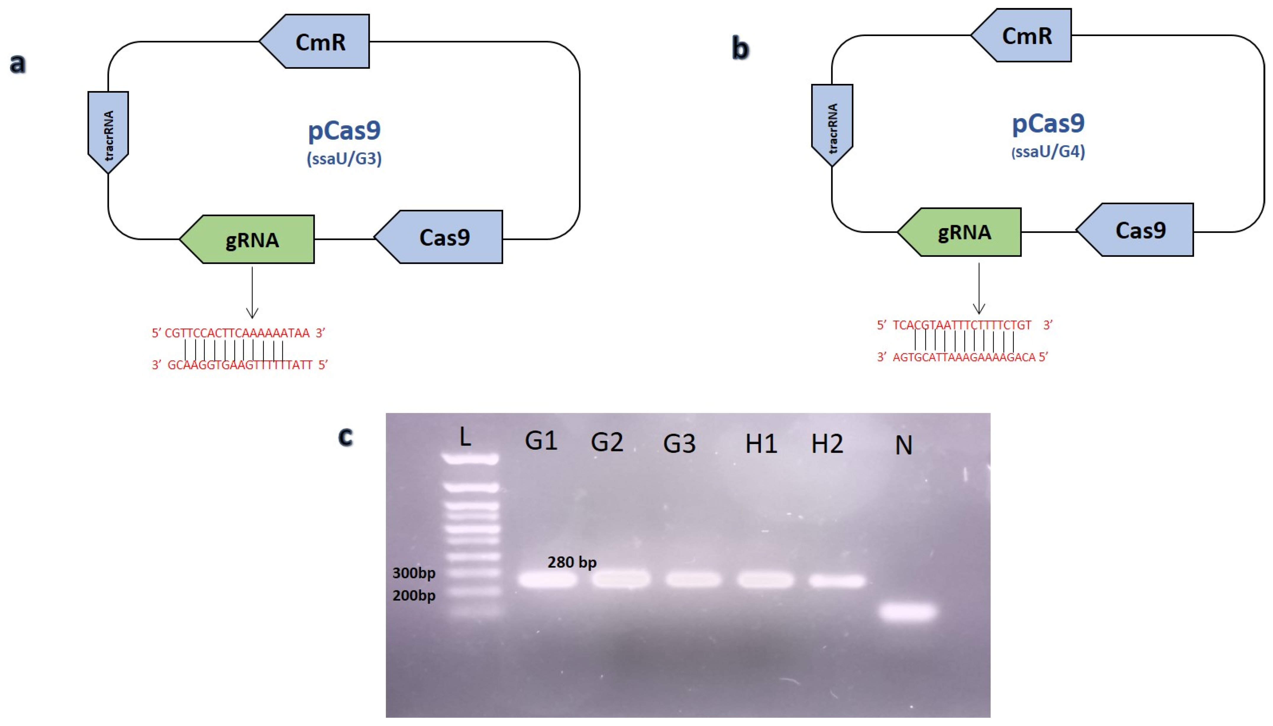 Biomedicines Free FullText Coupling CRISPR/Cas9 and Lambda Red