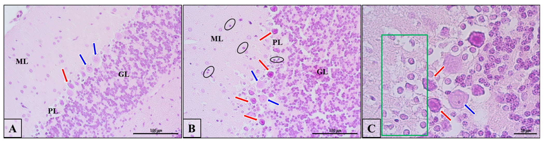 Biomedicines 10 03031 g011