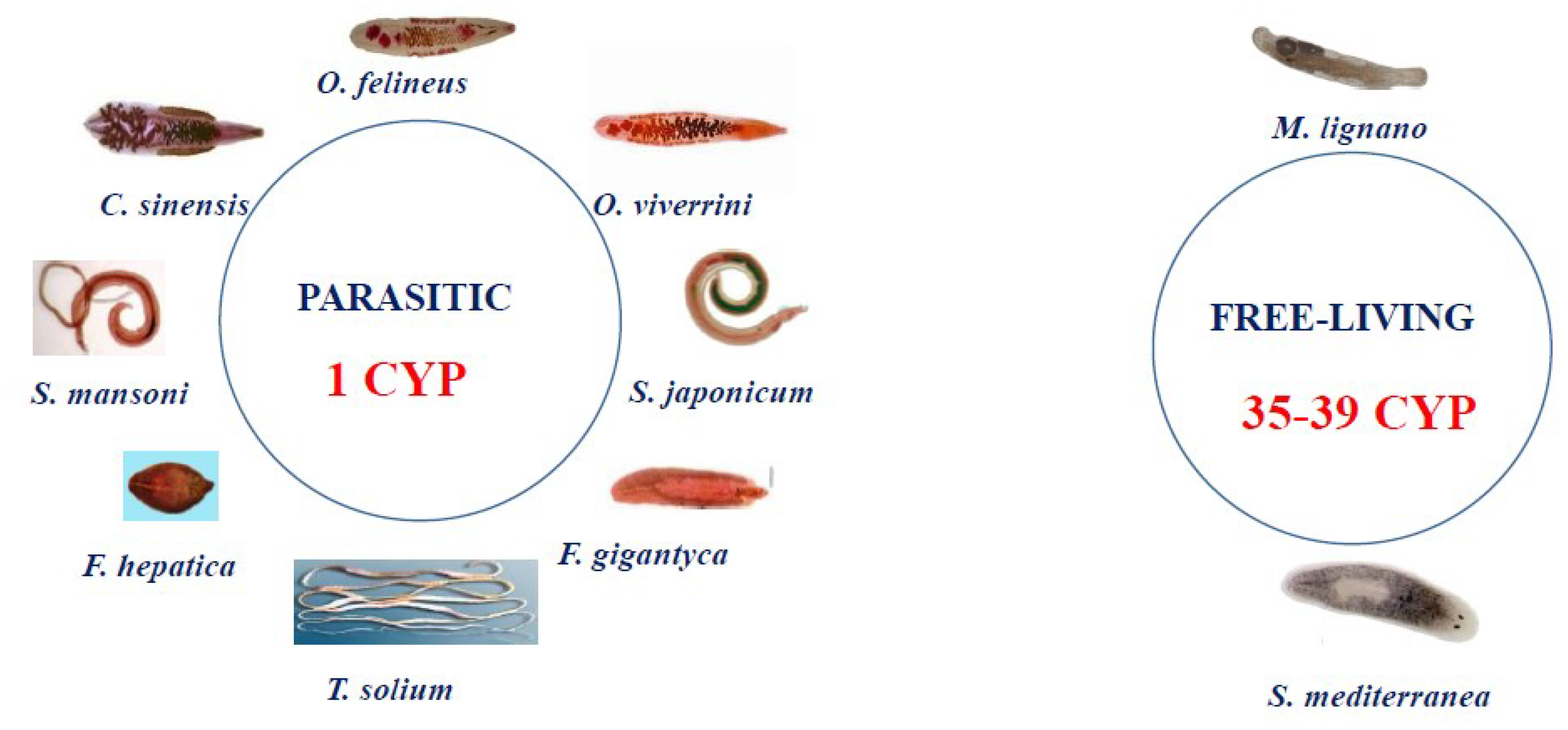 Biomedicines 10 03039 g001