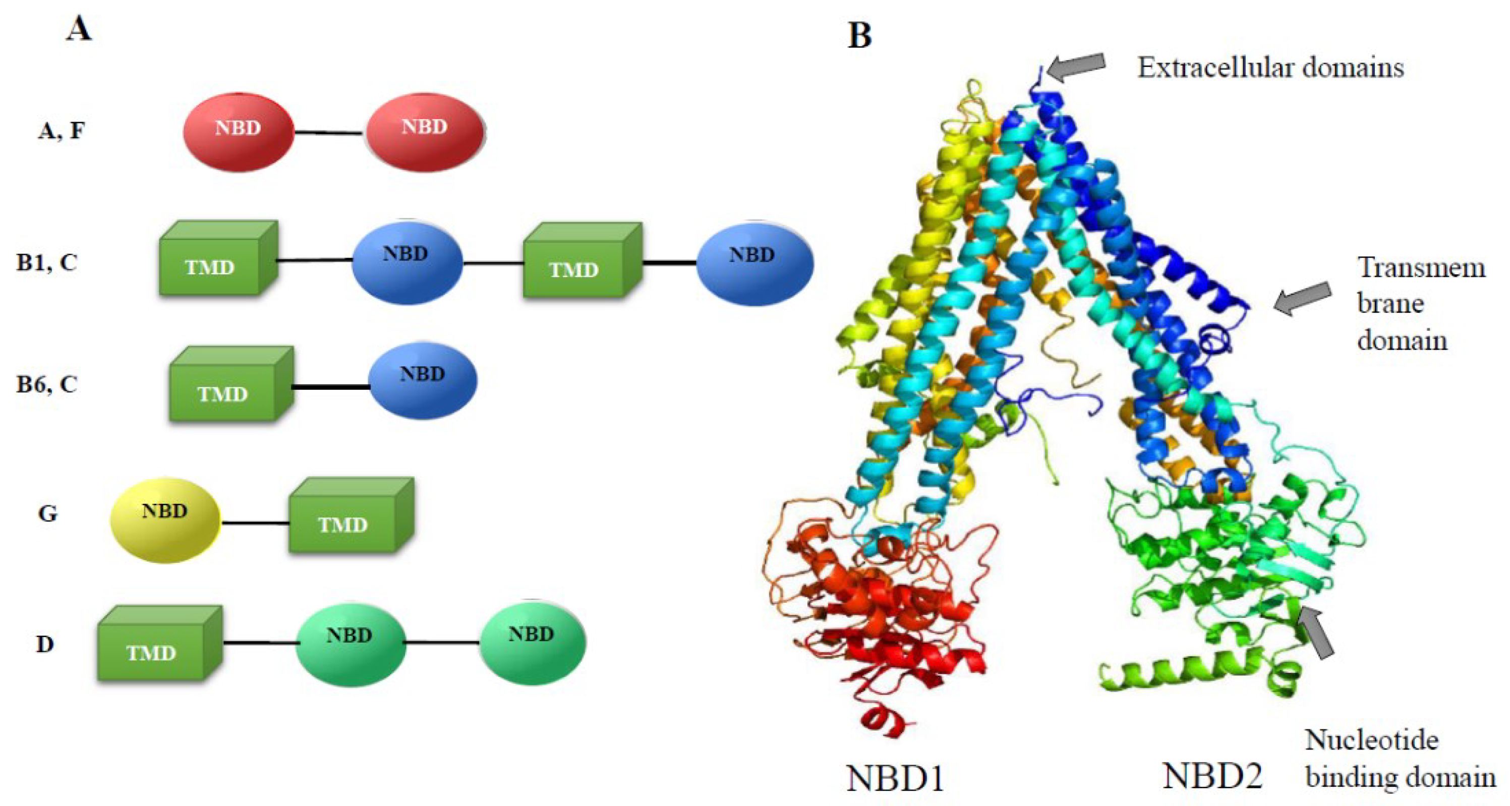 Biomedicines 10 03039 g004