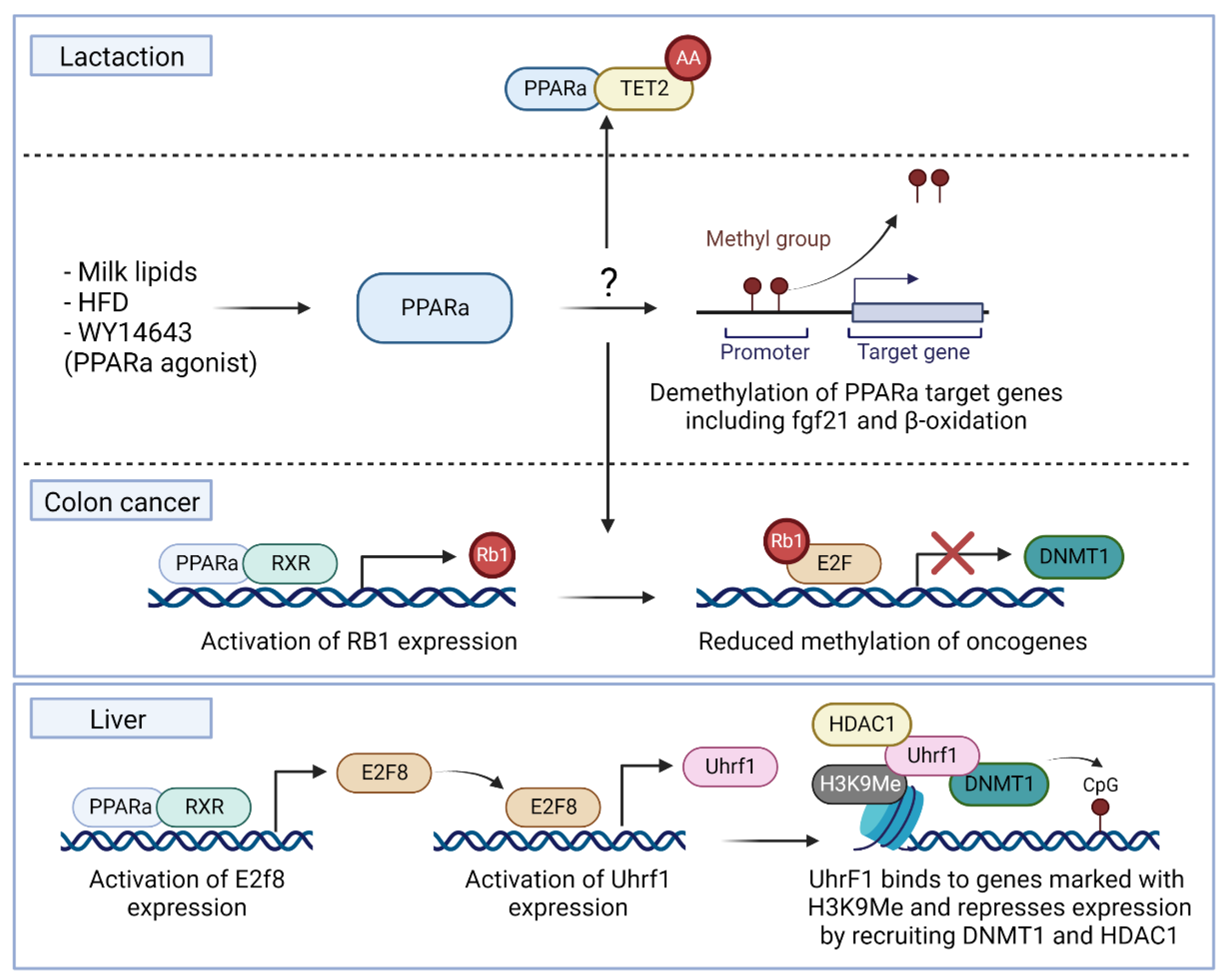 Biomedicines 10 03041 g003