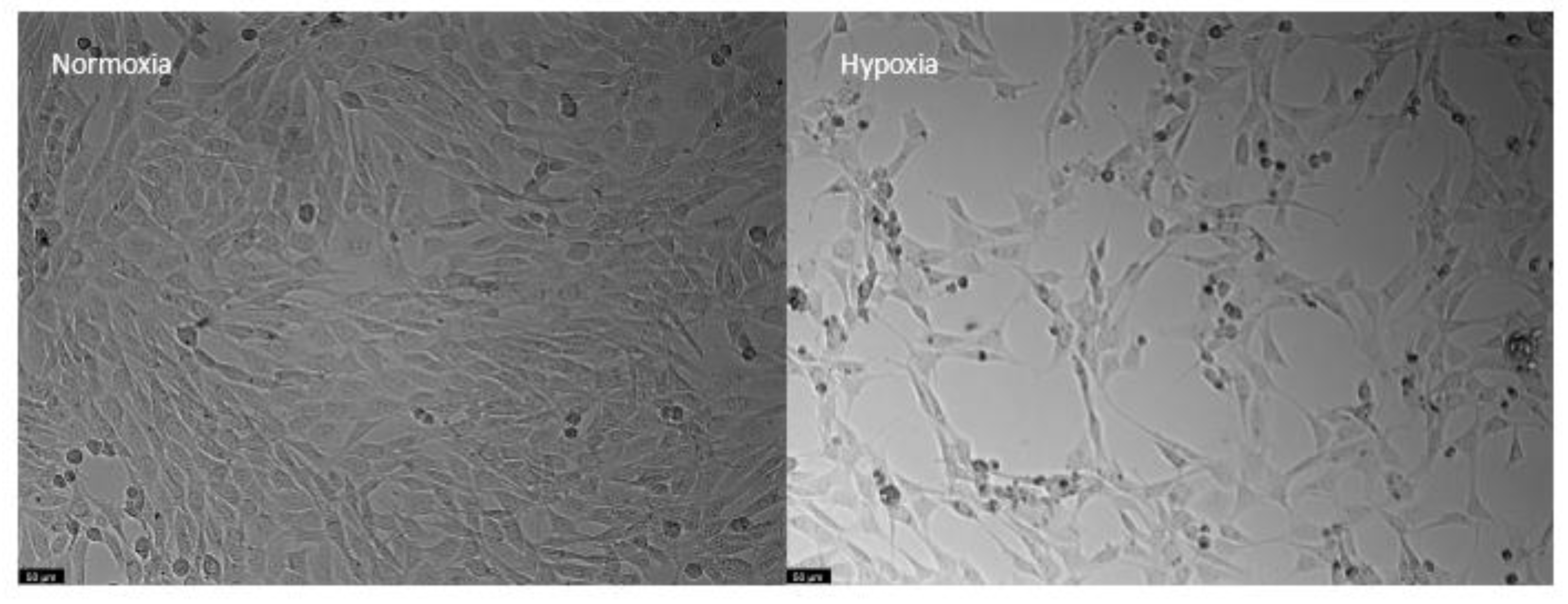 Biomedicines 10 03043 g008 Biomedicines 10 03043 g008