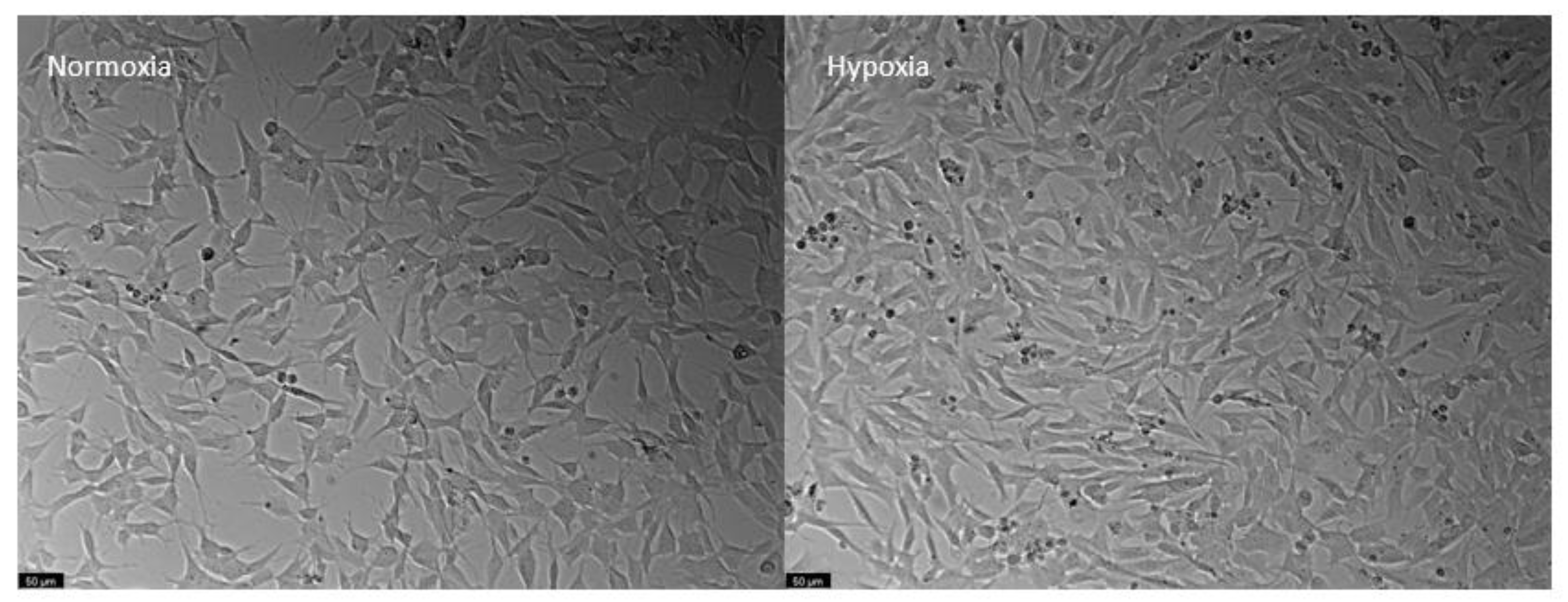Biomedicines 10 03043 g011 Biomedicines 10 03043 g011