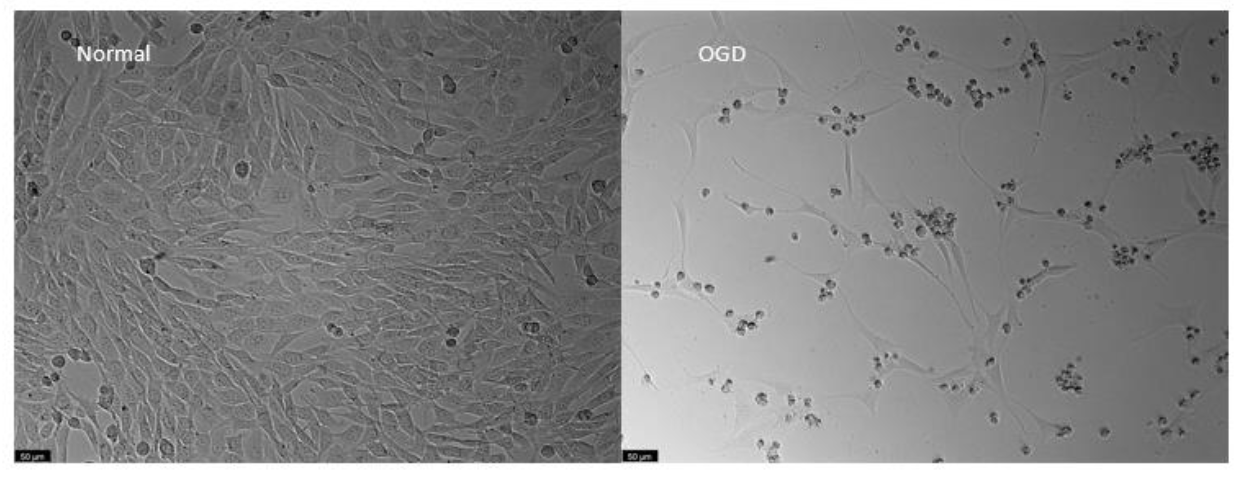 Biomedicines 10 03043 g013 Biomedicines 10 03043 g013