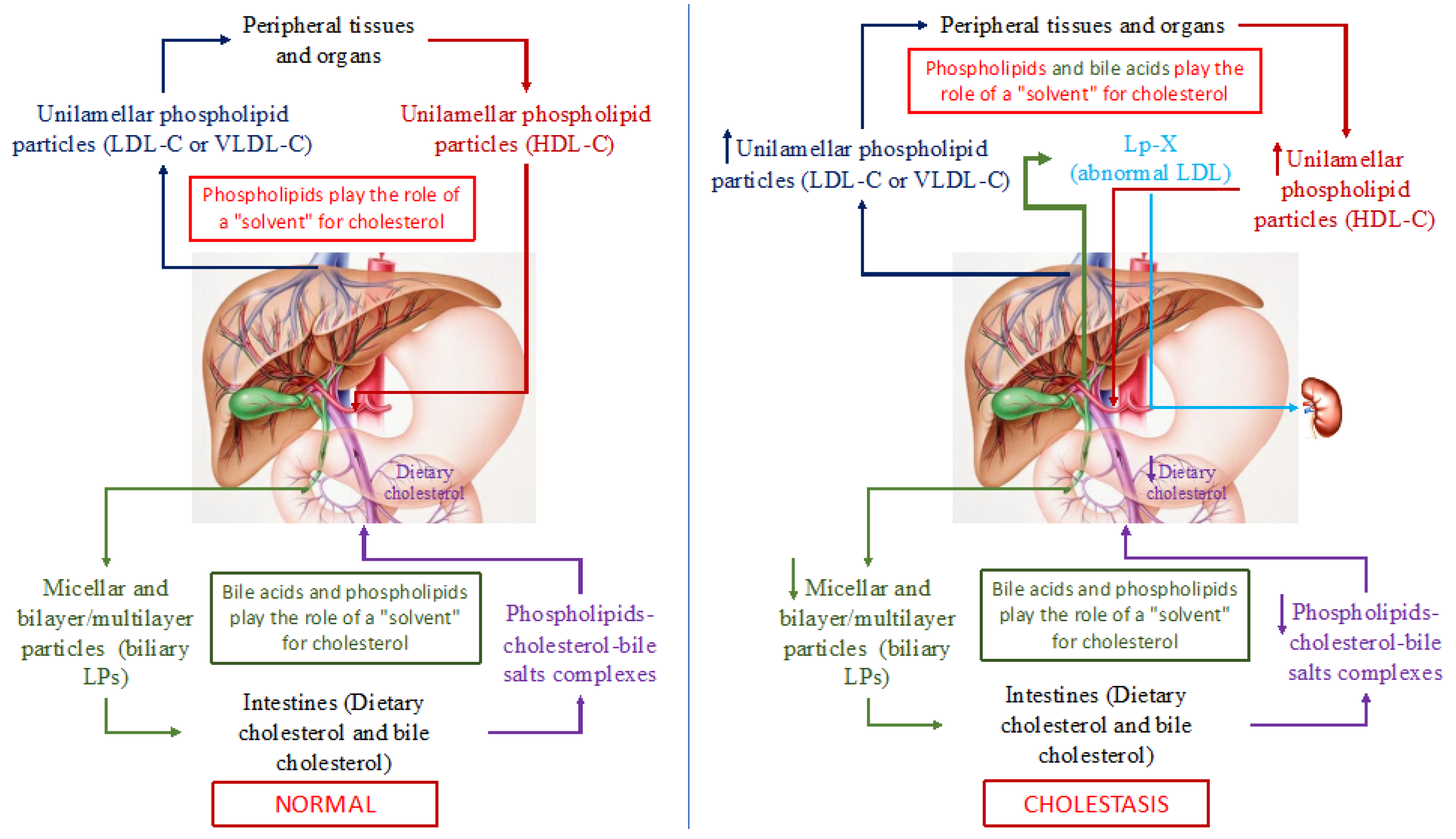 Biomedicines 10 03046 g002 Biomedicines 10 03046 g002