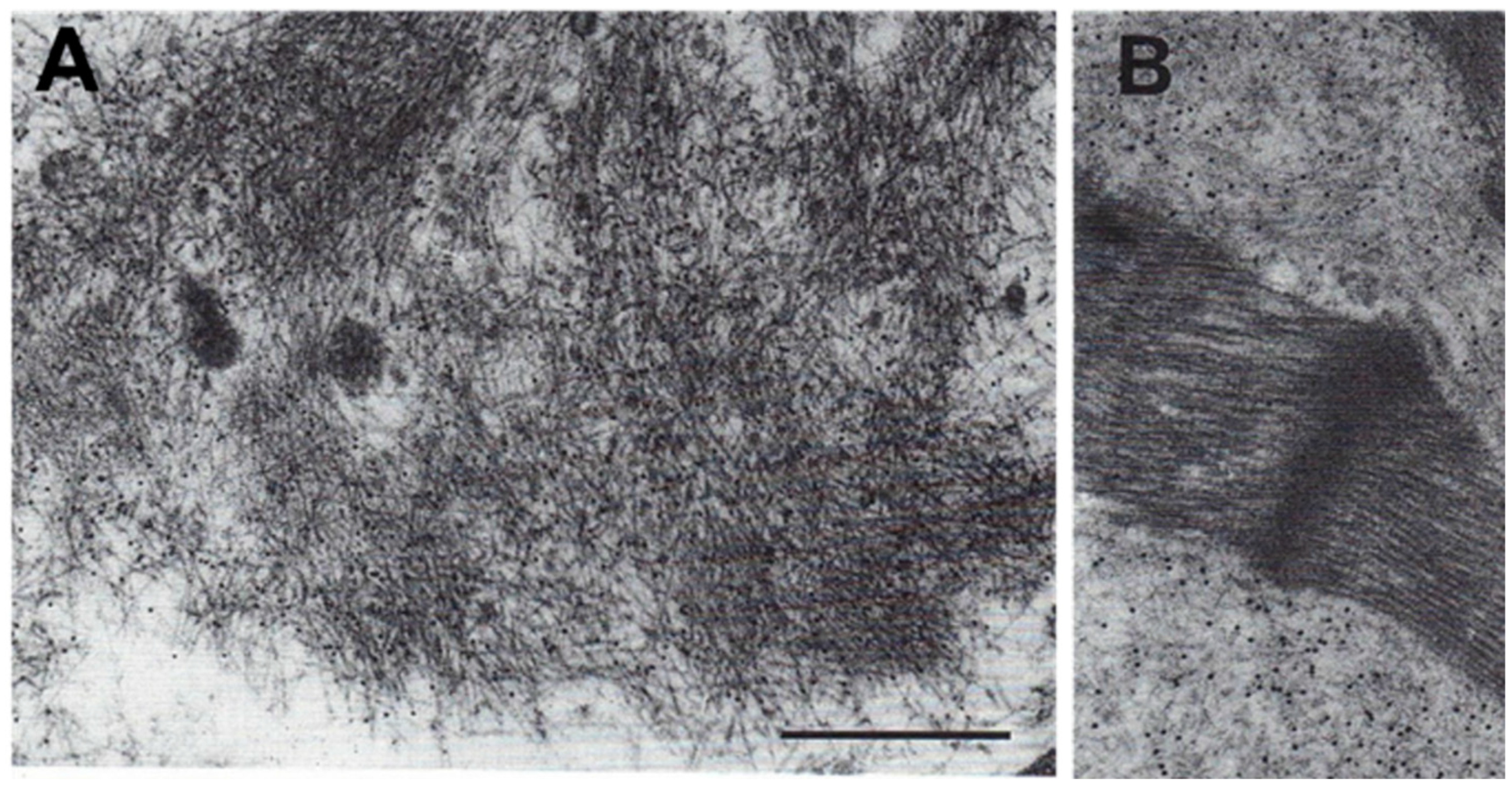 Biomedicines 10 03054 g010 Biomedicines 10 03054 g010