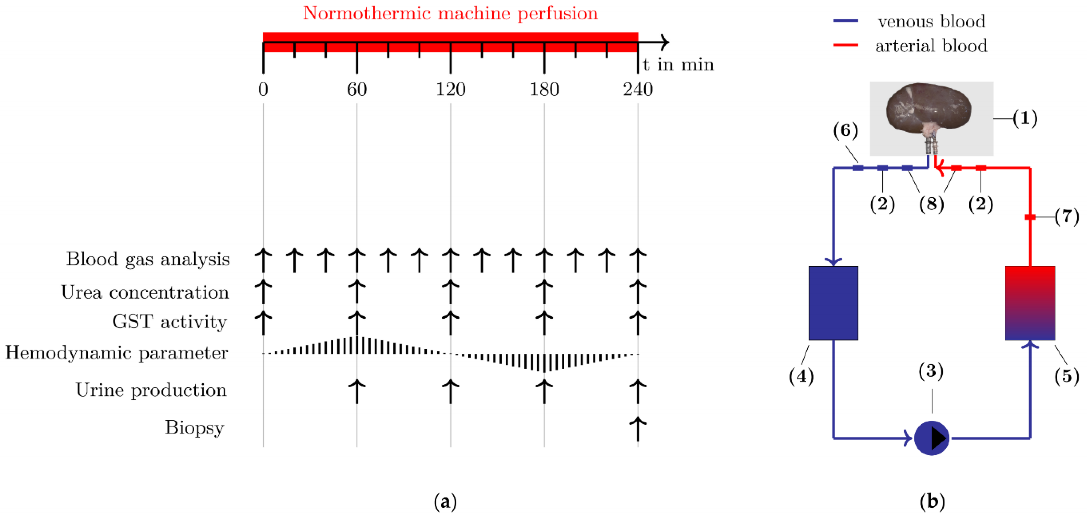 Biomedicines 10 03055 g001 Biomedicines 10 03055 g001