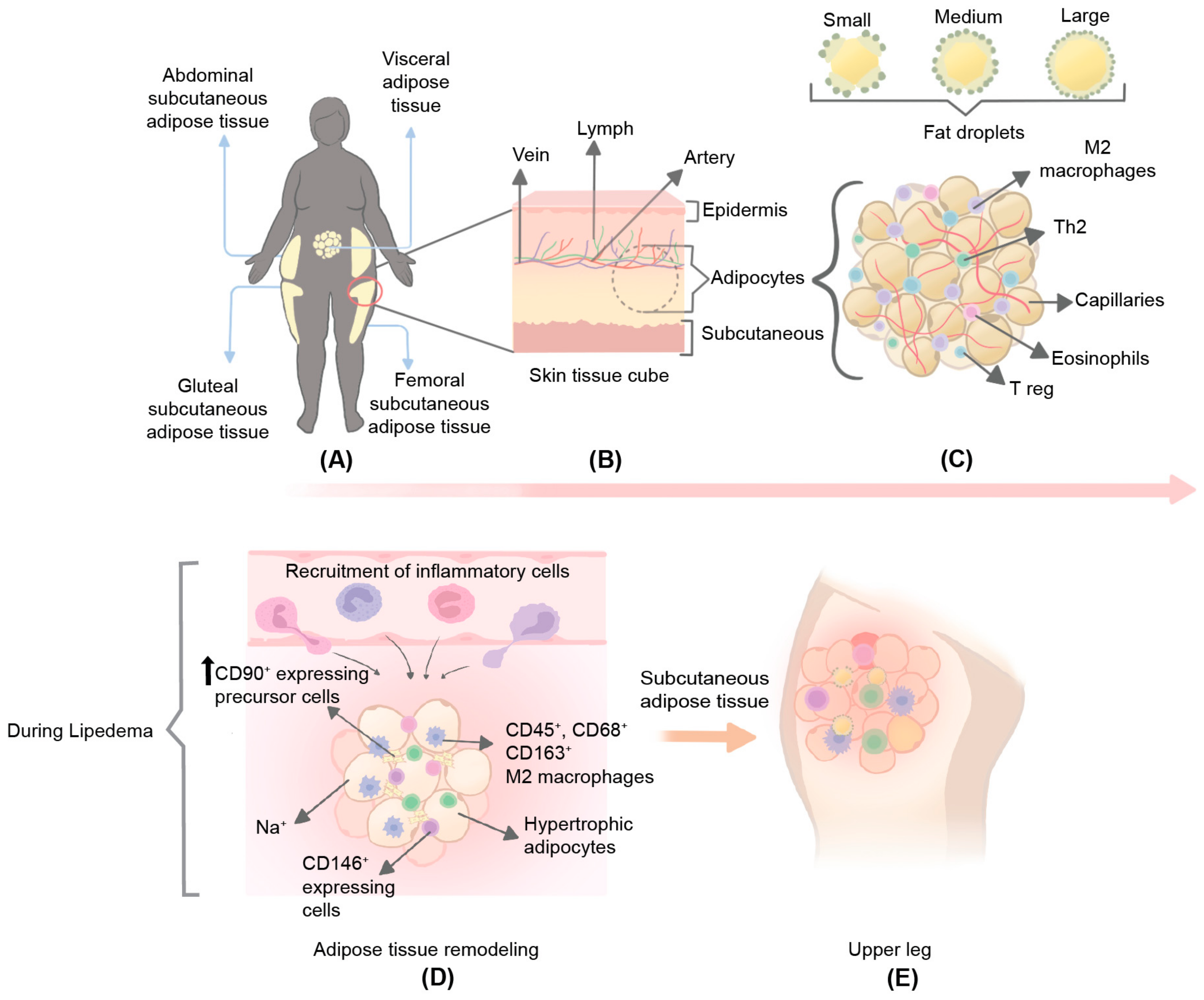 Biomedicines 10 03081 g001 Biomedicines 10 03081 g001