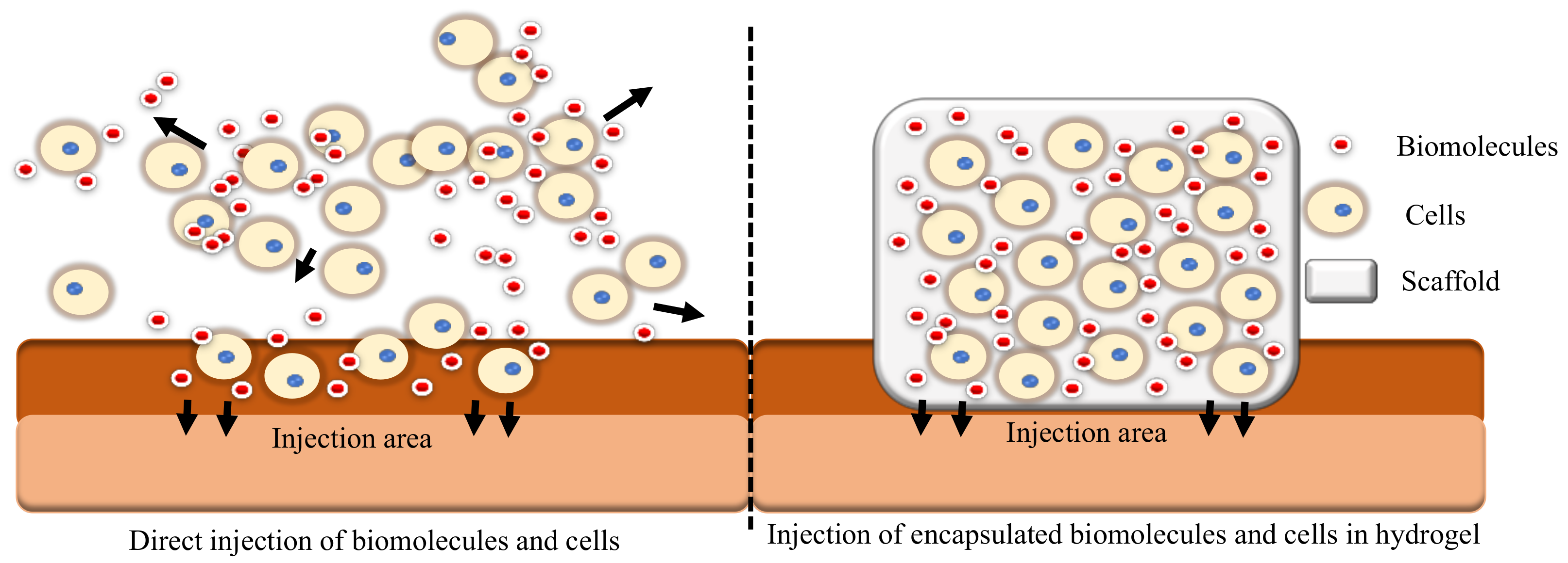 Biomedicines 10 03082 g003