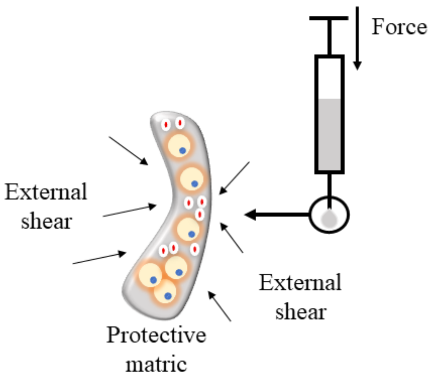 Biomedicines 10 03082 g004