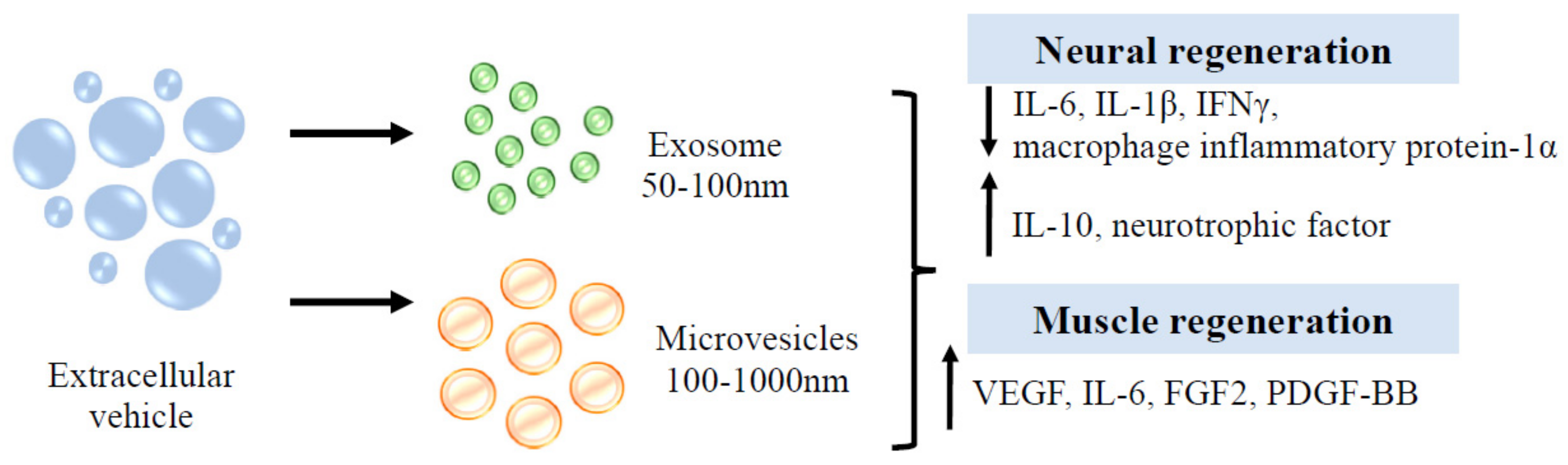 Biomedicines 10 03082 g007
