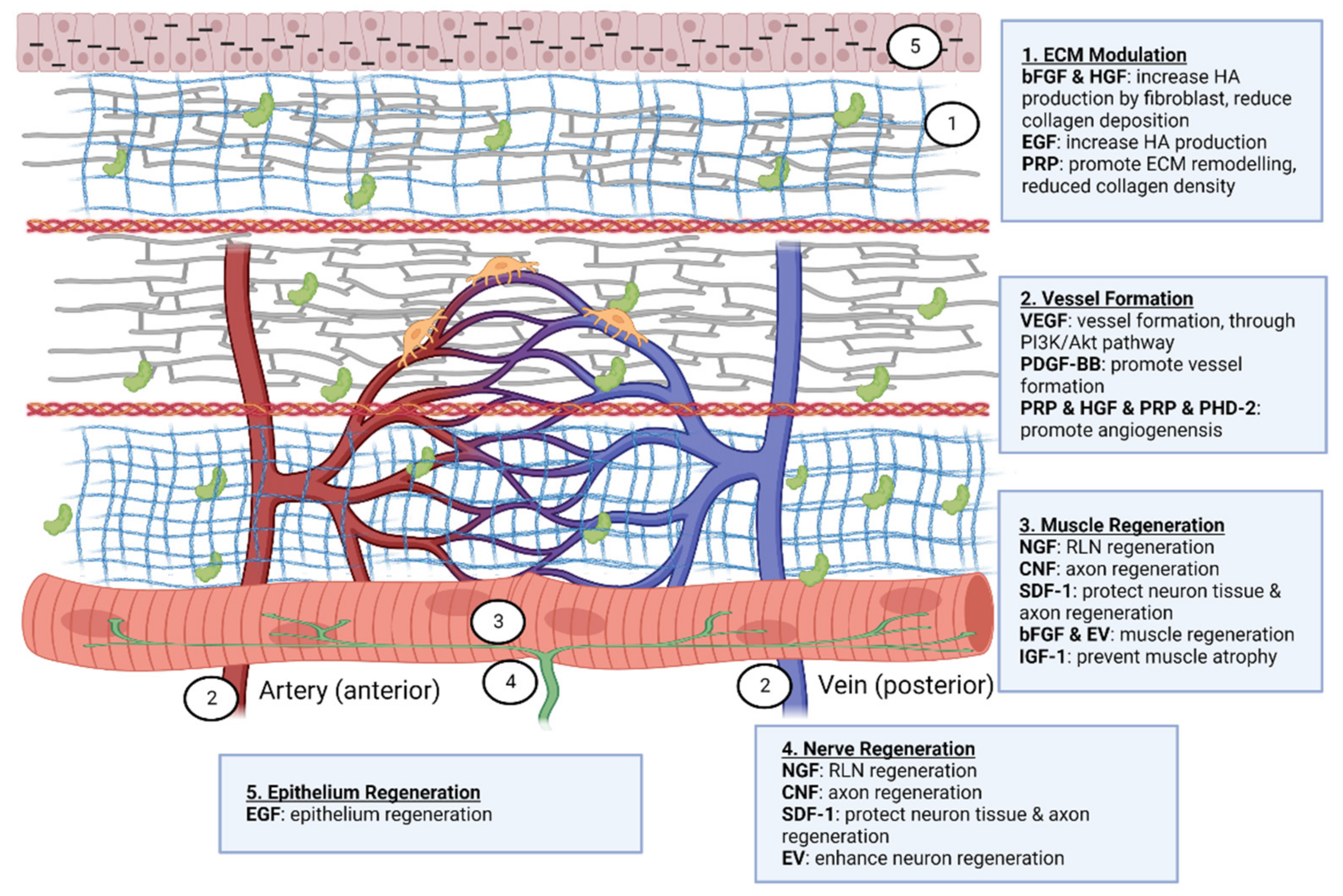 Biomedicines 10 03082 g008