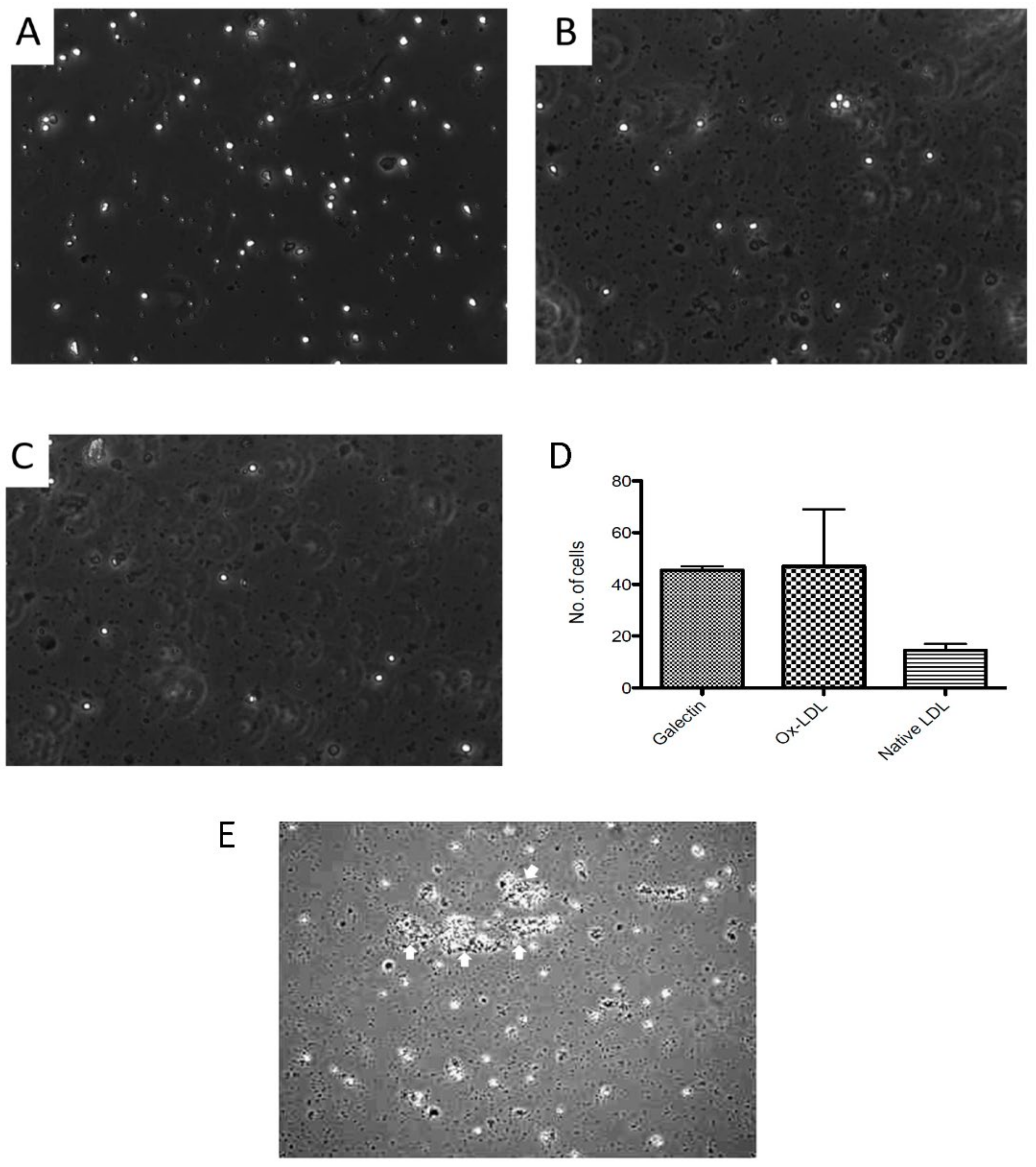 Biomedicines 10 03083 g005