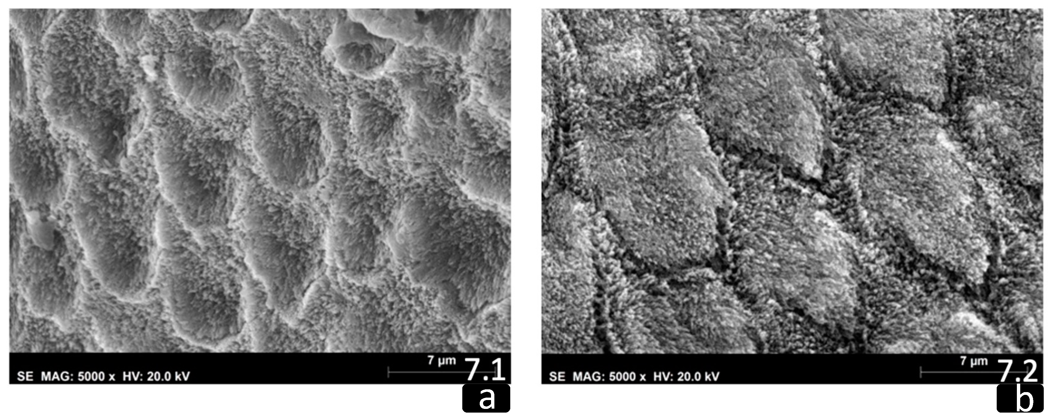 Biomedicines 10 03086 g007