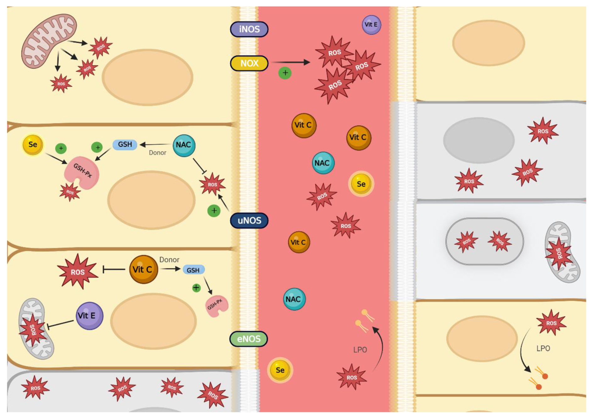 Biomedicines 10 03088 g001 Biomedicines 10 03088 g001