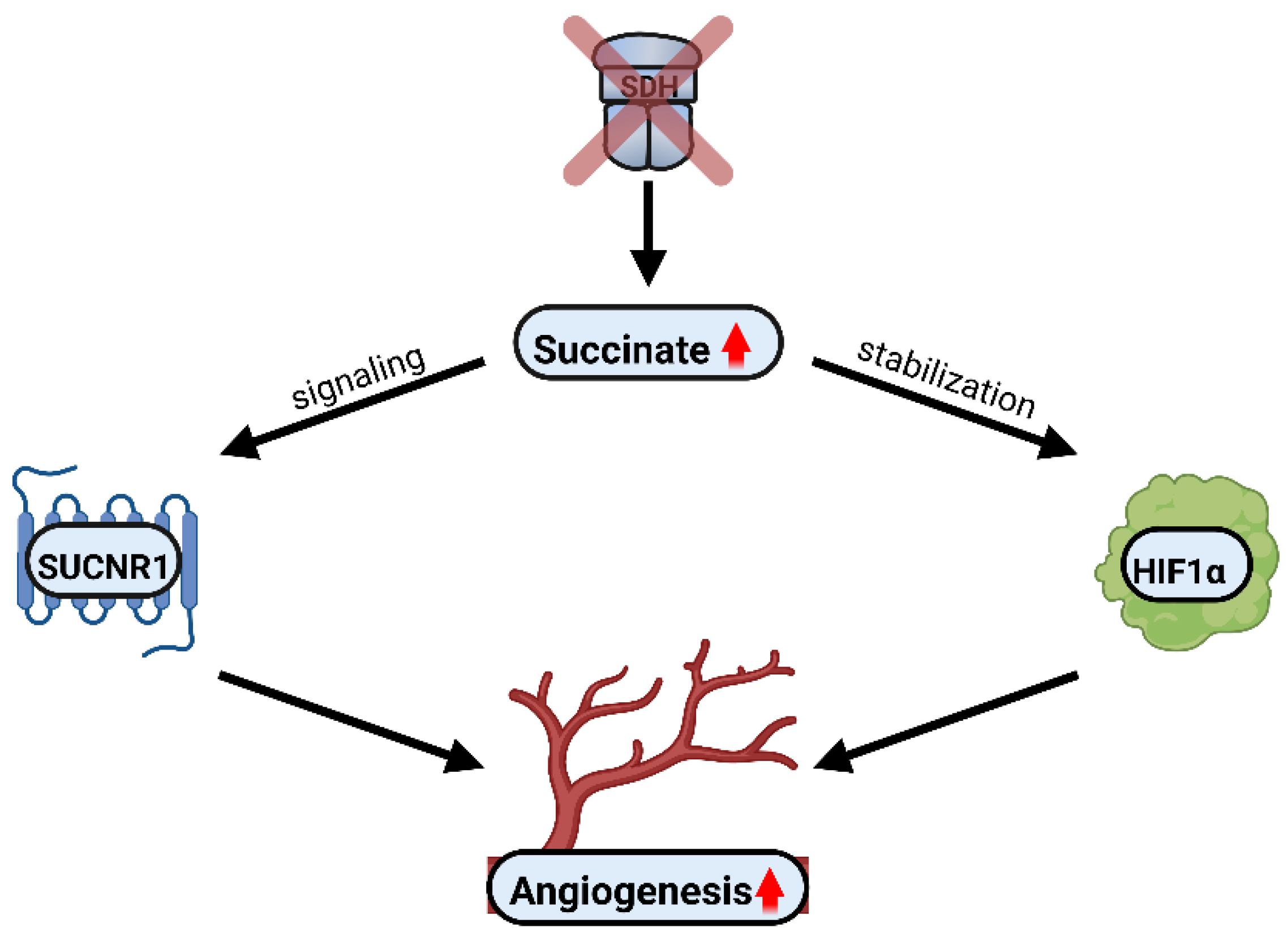 Biomedicines 10 03089 g006