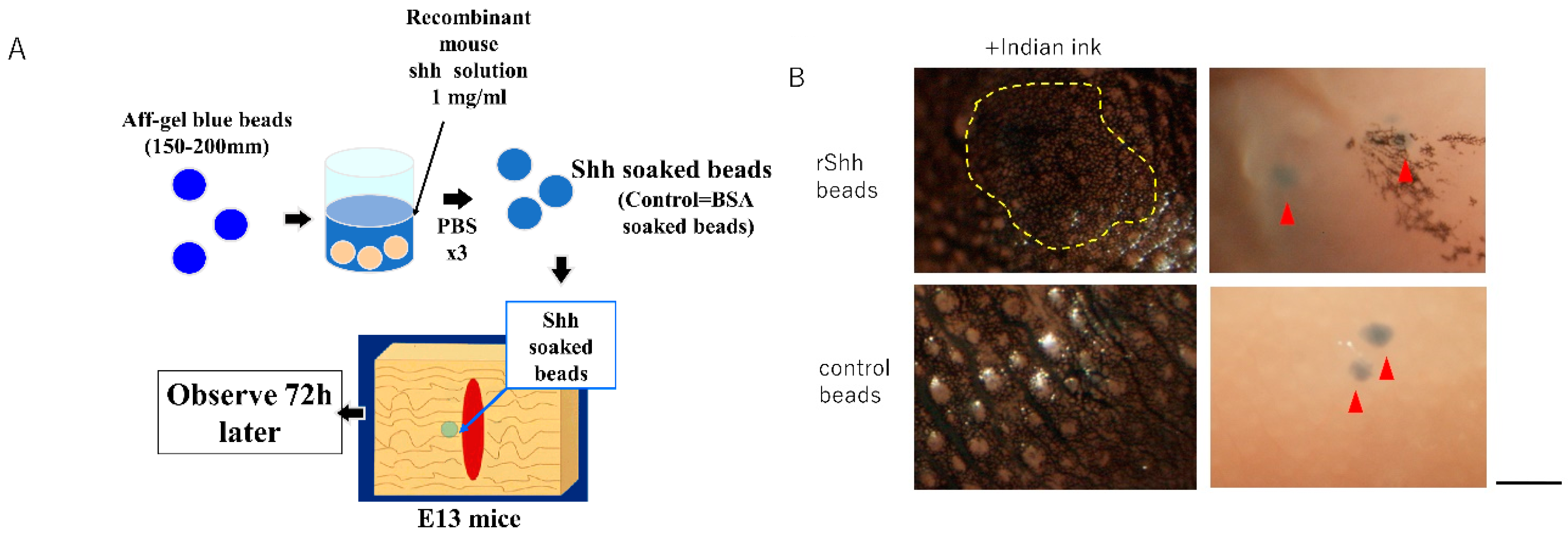 Biomedicines 10 03099 g003