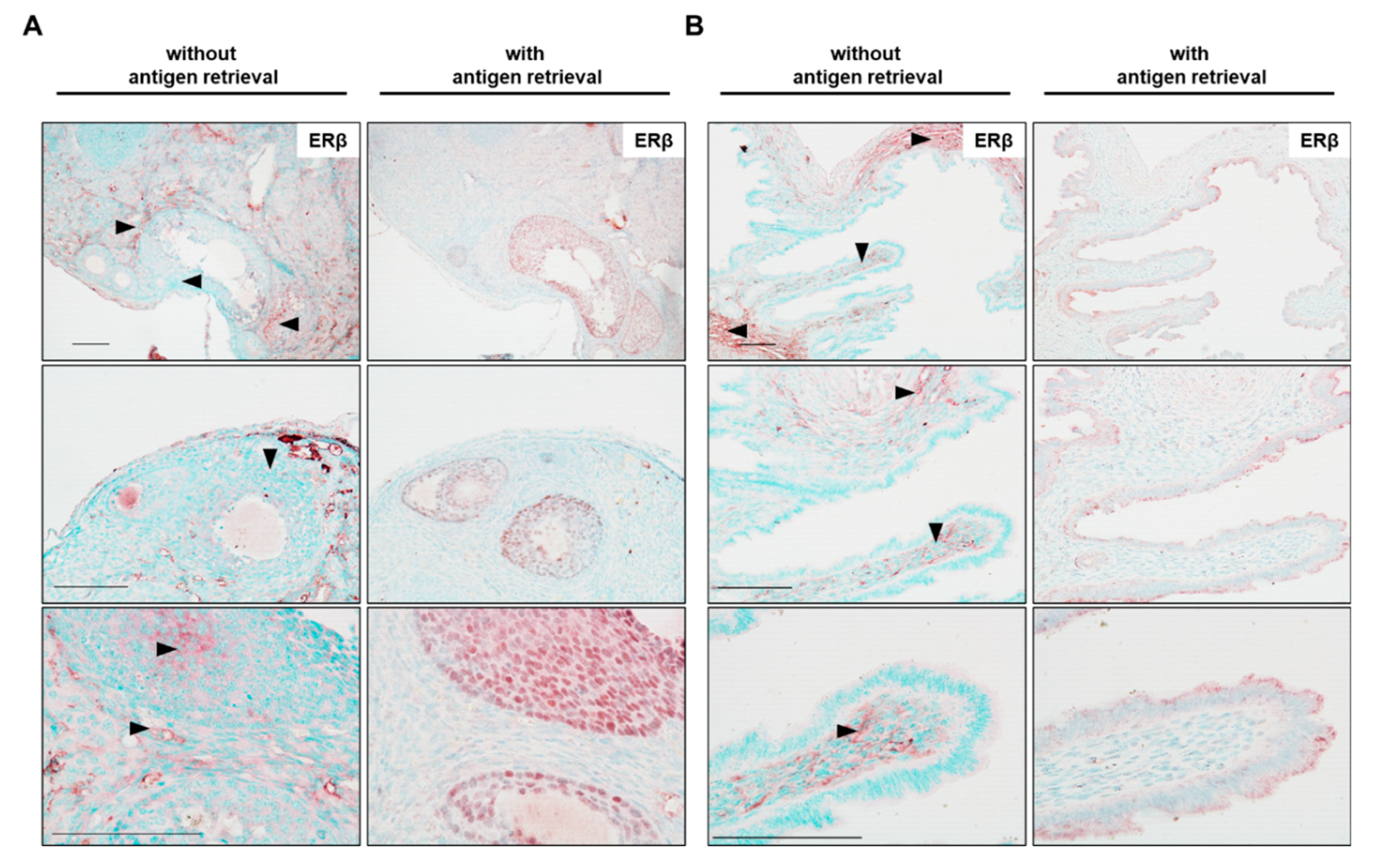 Biomedicines 10 03100 g002