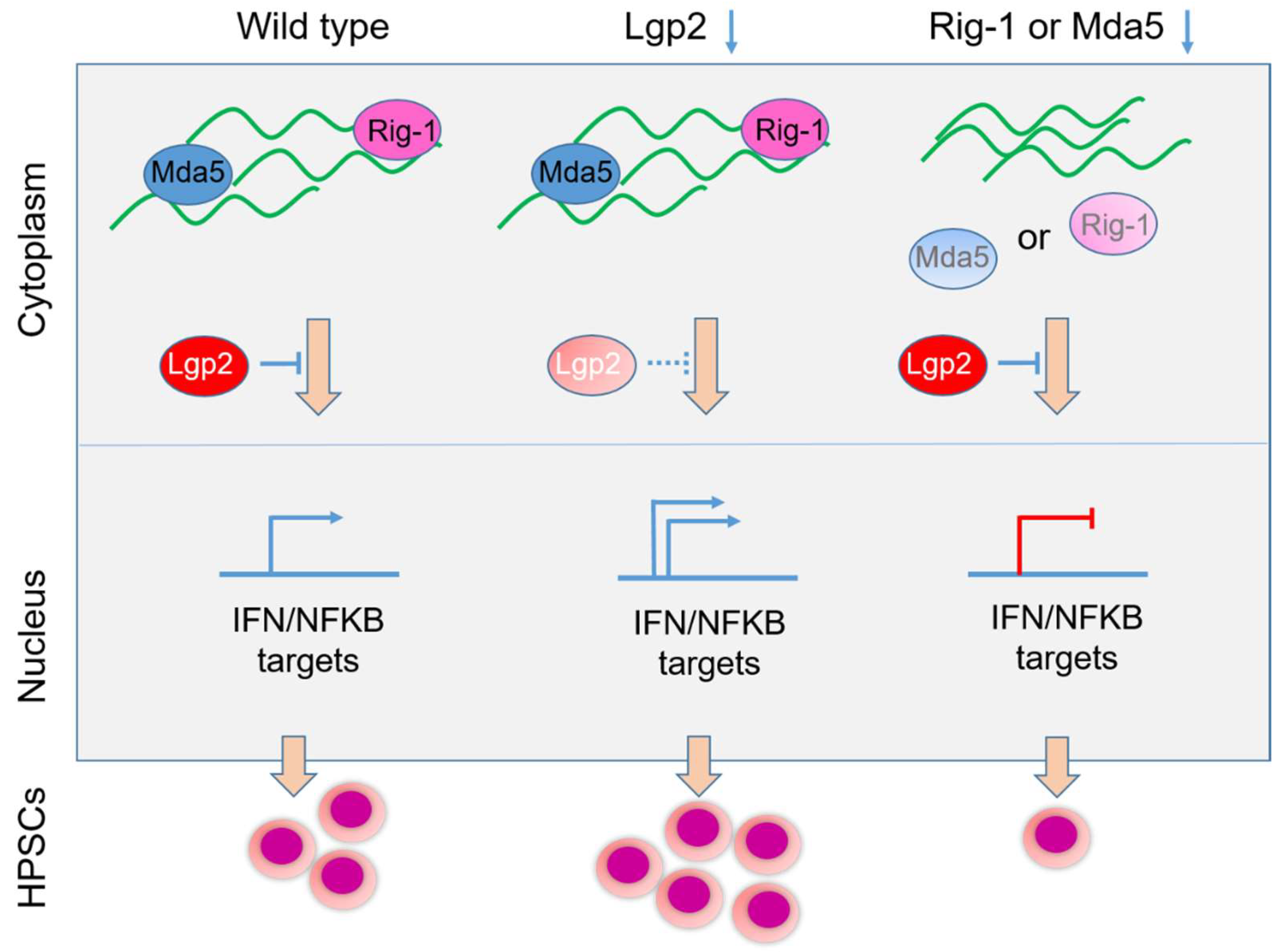 Biomedicines 10 03101 g003 Biomedicines 10 03101 g003