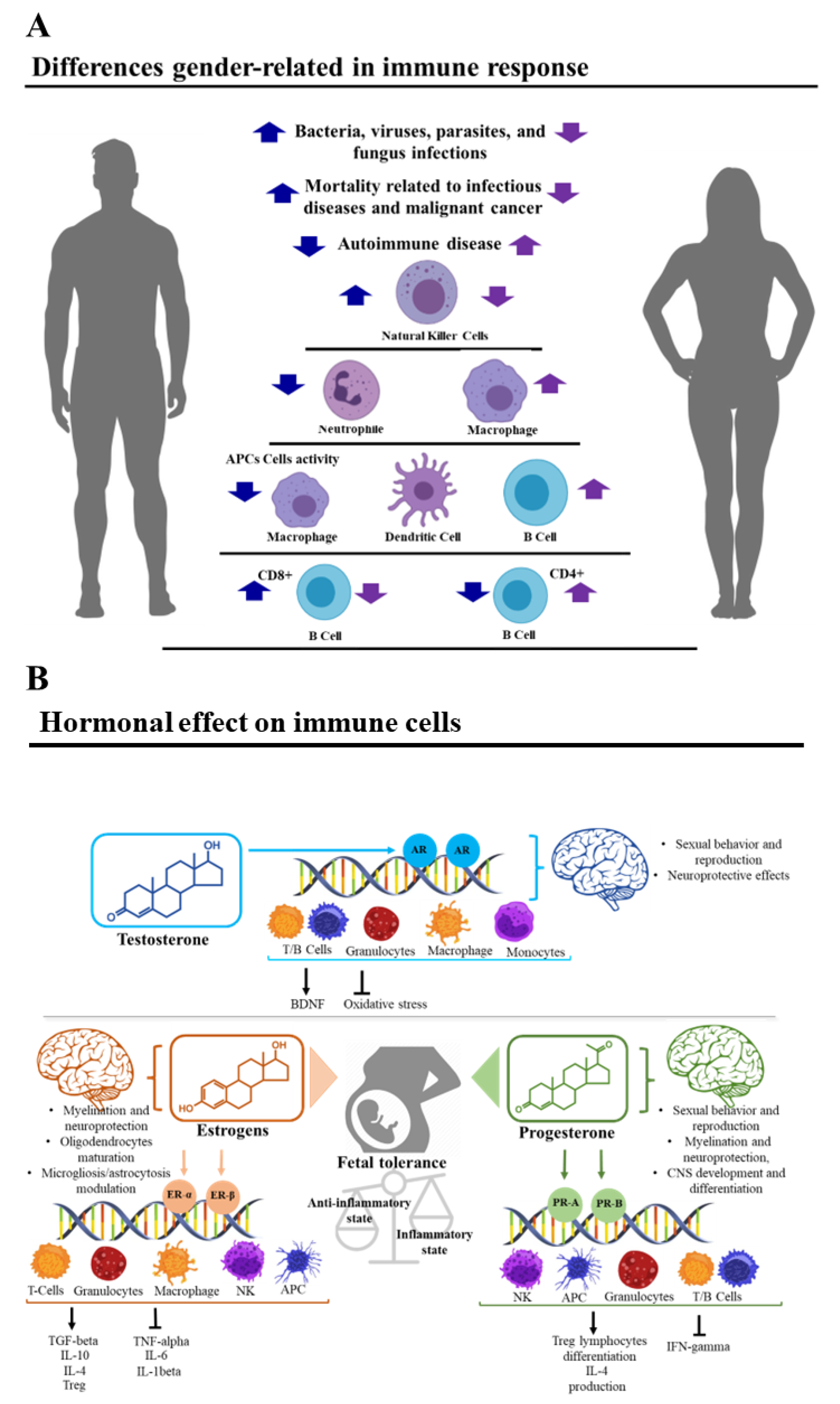 Biomedicines Free Full Text Sex Hormones As Key Modulators Of The Immune Response In